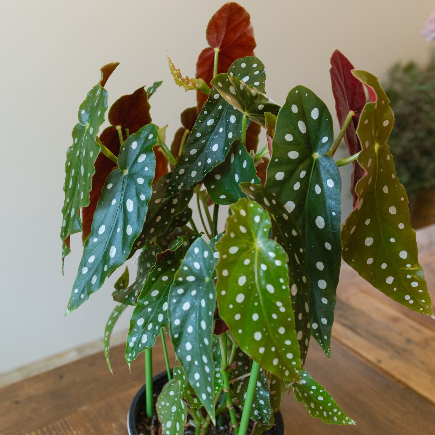 ベゴニア・マクラータ 5号をオーダーするならFlower&Plants tette │ 「手から手へ、想いを運ぶフラワーショップ」【板橋駅徒歩4分】【熟練フローリスト夫婦が運営】【最短2営業日で発送】【24時間365日注文OK】【ギフトは3300円〜】フラワーギフトを手から手へ、想いを込めたブーケやアレンジメントで大切な人に感謝と愛情を。シーンや用途に合わせて選びやすい豊富な種