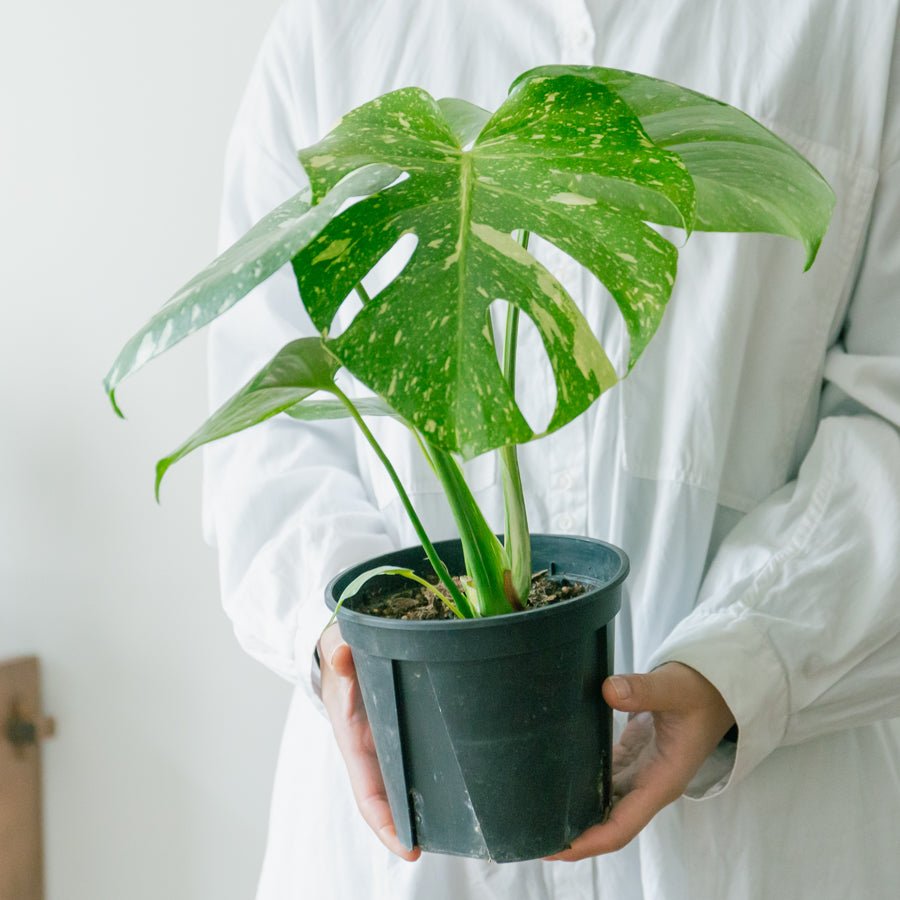 モンステラ タイコンステレーション 5号をオーダーするならFlower&Plants tette │ 「手から手へ、想いを運ぶフラワーショップ」【板橋駅徒歩4分】【熟練フローリスト夫婦が運営】【最短2営業日で発送】【24時間365日注文OK】【ギフトは3300円〜】フラワーギフトを手から手へ、想いを込めたブーケやアレンジメントで大切な人に感謝と愛情を。シーンや用途に合わせて選びやすい豊富な種