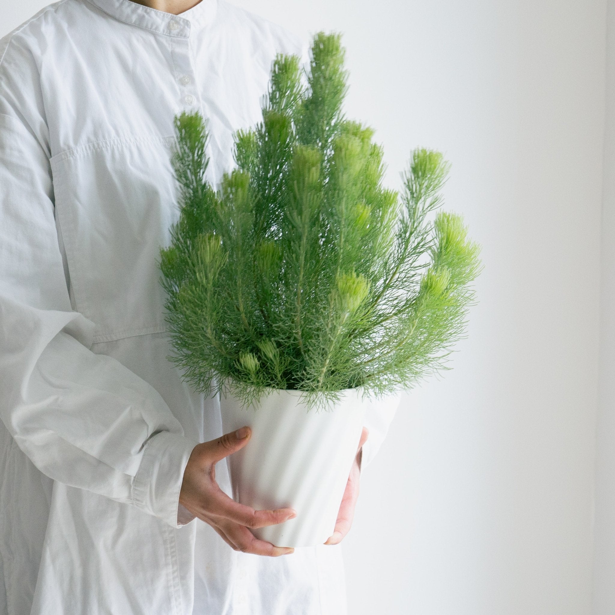 ウーリーブッシュ 5号をオーダーするならFlower&Plants tette │ 「手から手へ、想いを運ぶフラワーショップ」【板橋駅徒歩4分】【熟練フローリスト夫婦が運営】【最短2営業日で発送】【24時間365日注文OK】【ギフトは3300円〜】フラワーギフトを手から手へ、想いを込めたブーケやアレンジメントで大切な人に感謝と愛情を。シーンや用途に合わせて選びやすい豊富な種