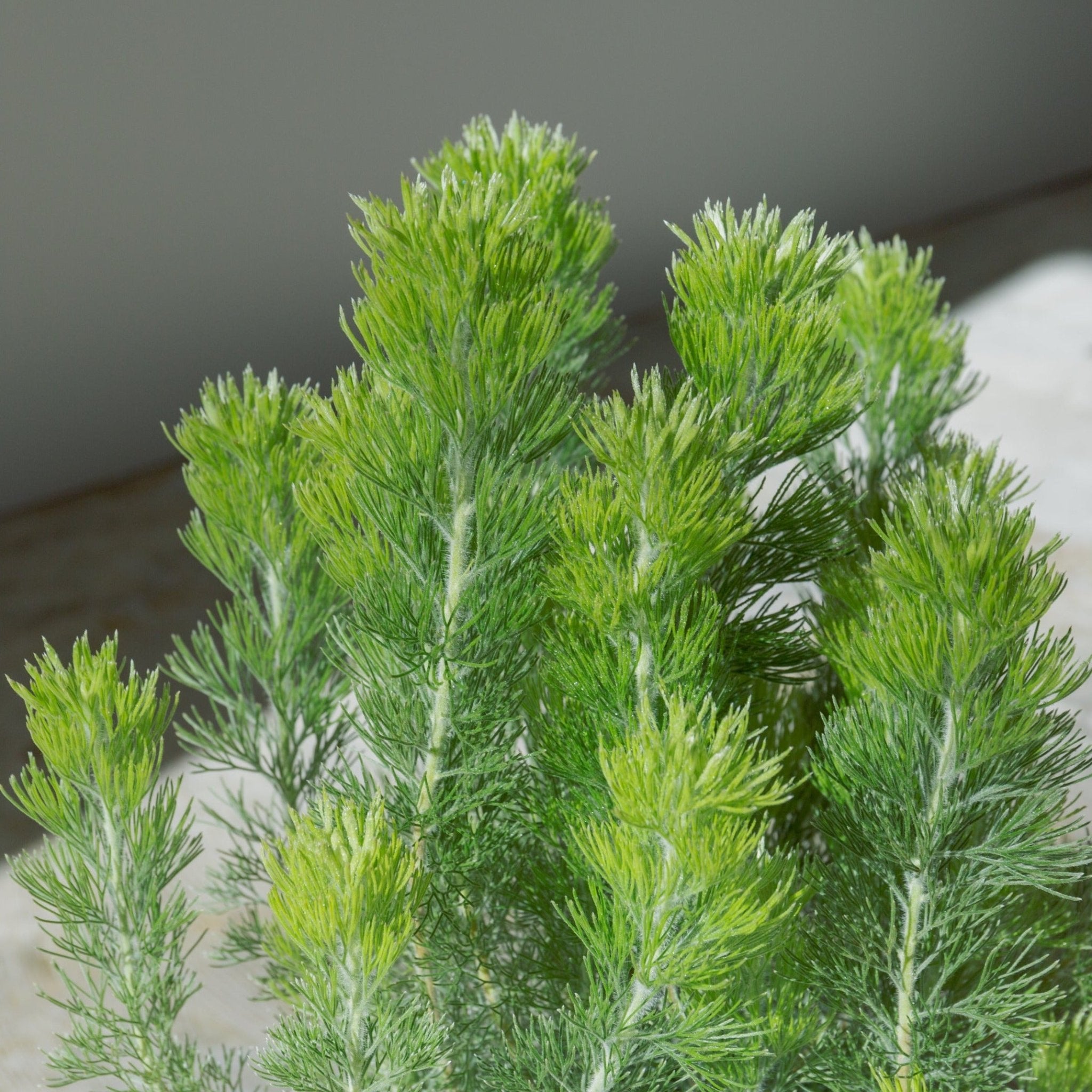 ウーリーブッシュ 5号をオーダーするならFlower&Plants tette │ 「手から手へ、想いを運ぶフラワーショップ」【板橋駅徒歩4分】【熟練フローリスト夫婦が運営】【最短2営業日で発送】【24時間365日注文OK】【ギフトは3300円〜】フラワーギフトを手から手へ、想いを込めたブーケやアレンジメントで大切な人に感謝と愛情を。シーンや用途に合わせて選びやすい豊富な種