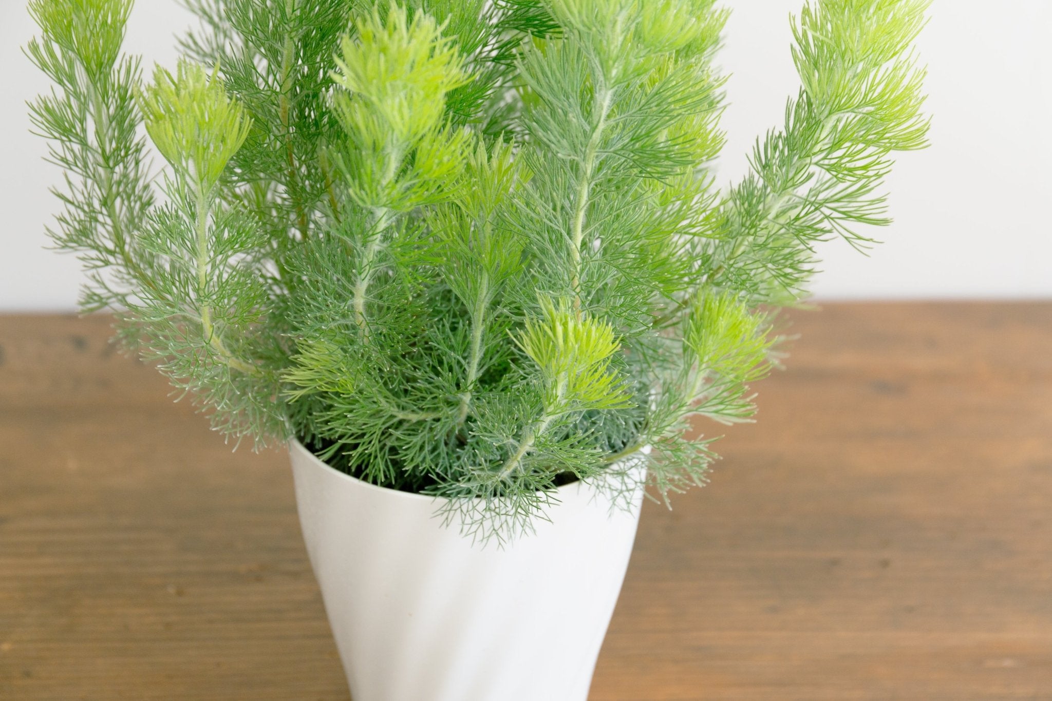 ウーリーブッシュ 5号をオーダーするならFlower&Plants tette │ 「手から手へ、想いを運ぶフラワーショップ」【板橋駅徒歩4分】【熟練フローリスト夫婦が運営】【最短2営業日で発送】【24時間365日注文OK】【ギフトは3300円〜】フラワーギフトを手から手へ、想いを込めたブーケやアレンジメントで大切な人に感謝と愛情を。シーンや用途に合わせて選びやすい豊富な種