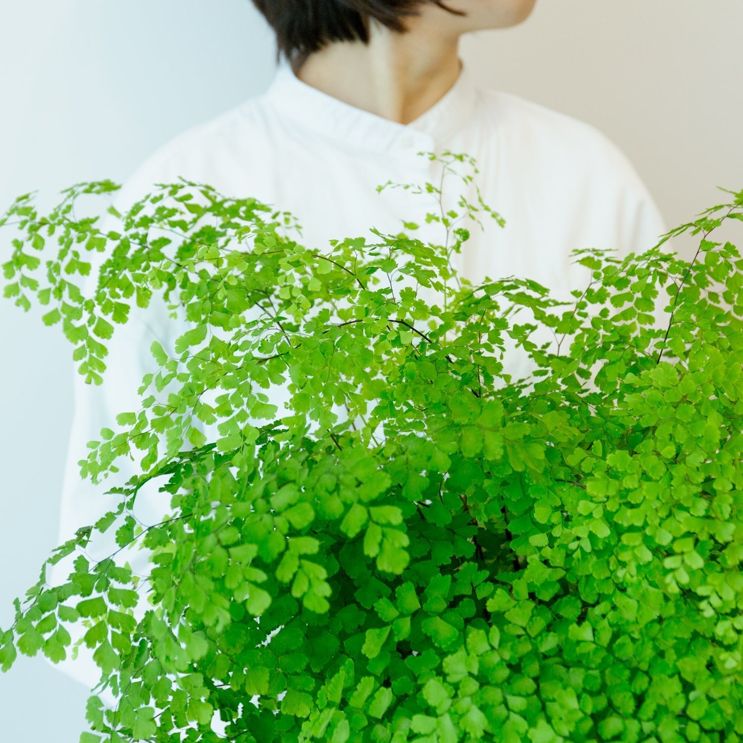 アジアンタム5号をオーダーするならFlower&Plants tette │ 「手から手へ、想いを運ぶフラワーショップ」【板橋駅徒歩4分】【熟練フローリスト夫婦が運営】【最短2営業日で発送】【24時間365日注文OK】【ギフトは3300円〜】フラワーギフトを手から手へ、想いを込めたブーケやアレンジメントで大切な人に感謝と愛情を。シーンや用途に合わせて選びやすい豊富な種