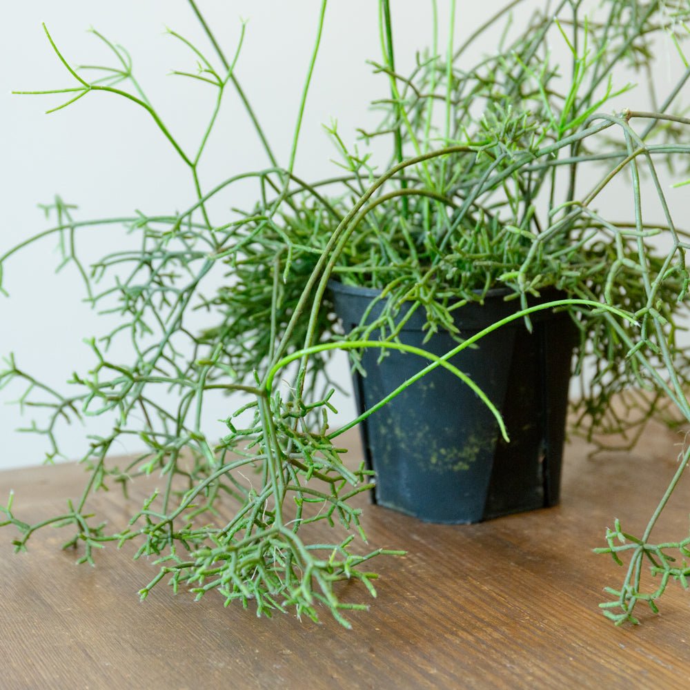 リプサリス 5号をオーダーするならFlower&Plants tette │ 「手から手へ、想いを運ぶフラワーショップ」【板橋駅徒歩4分】【熟練フローリスト夫婦が運営】【最短2営業日で発送】【24時間365日注文OK】【ギフトは3300円〜】フラワーギフトを手から手へ、想いを込めたブーケやアレンジメントで大切な人に感謝と愛情を。シーンや用途に合わせて選びやすい豊富な種