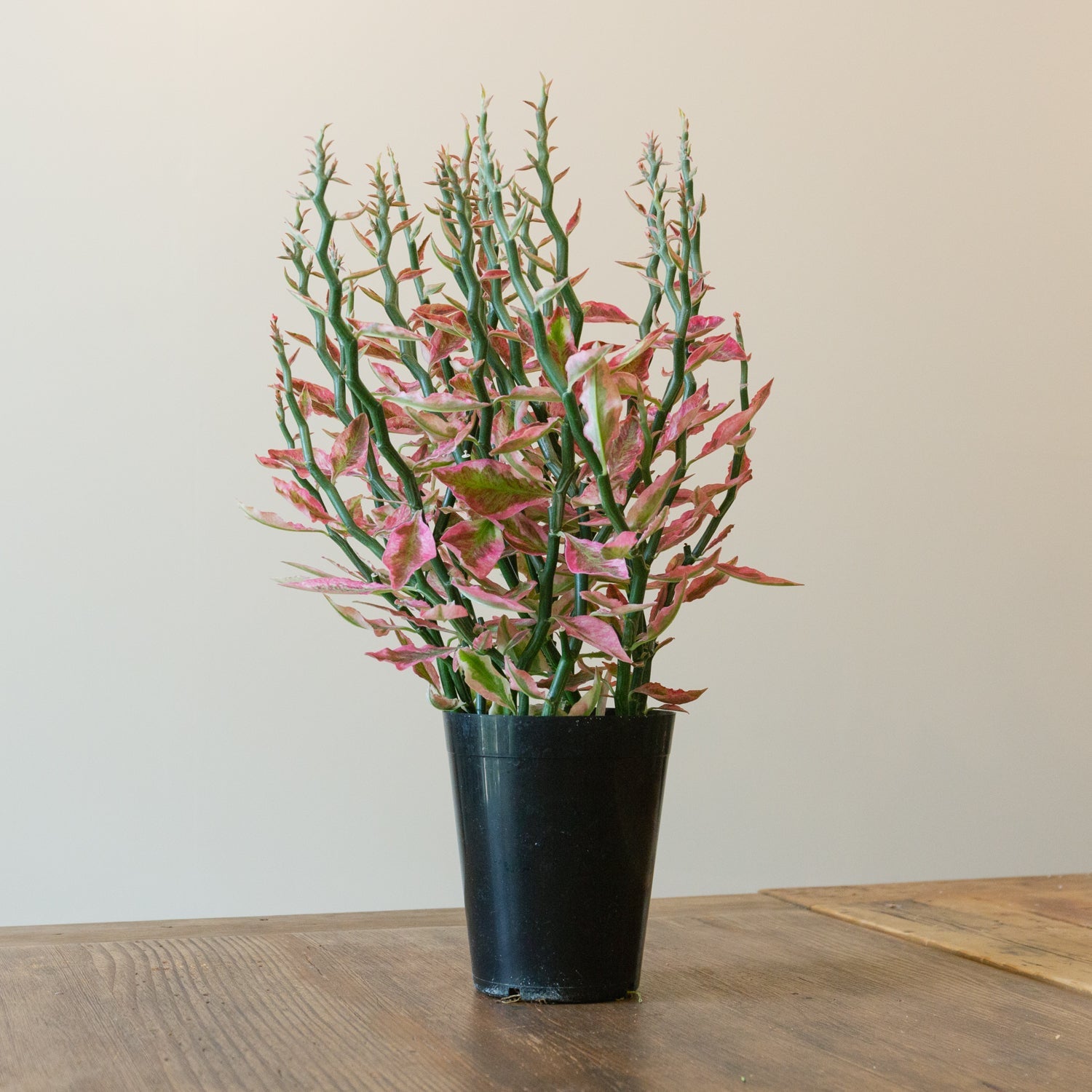 ペディランサス・レッド5号をオーダーするならFlower&Plants tette │ 「手から手へ、想いを運ぶフラワーショップ」【板橋駅徒歩4分】【熟練フローリスト夫婦が運営】【最短2営業日で発送】【24時間365日注文OK】【ギフトは3300円〜】フラワーギフトを手から手へ、想いを込めたブーケやアレンジメントで大切な人に感謝と愛情を。シーンや用途に合わせて選びやすい豊富な種