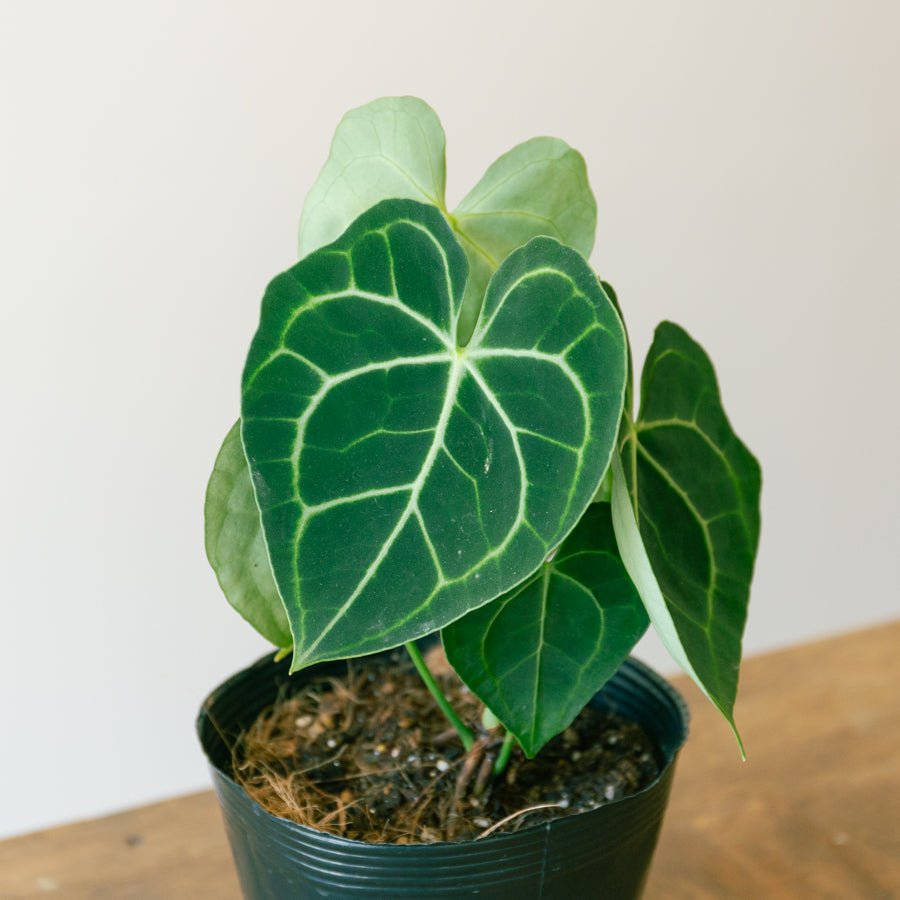 アンスリウム クラリネルビューム 5号をオーダーするならFlower&Plants tette │ 「手から手へ、想いを運ぶフラワーショップ」【板橋駅徒歩4分】【熟練フローリスト夫婦が運営】【最短2営業日で発送】【24時間365日注文OK】【ギフトは3300円〜】フラワーギフトを手から手へ、想いを込めたブーケやアレンジメントで大切な人に感謝と愛情を。シーンや用途に合わせて選びやすい豊富な種