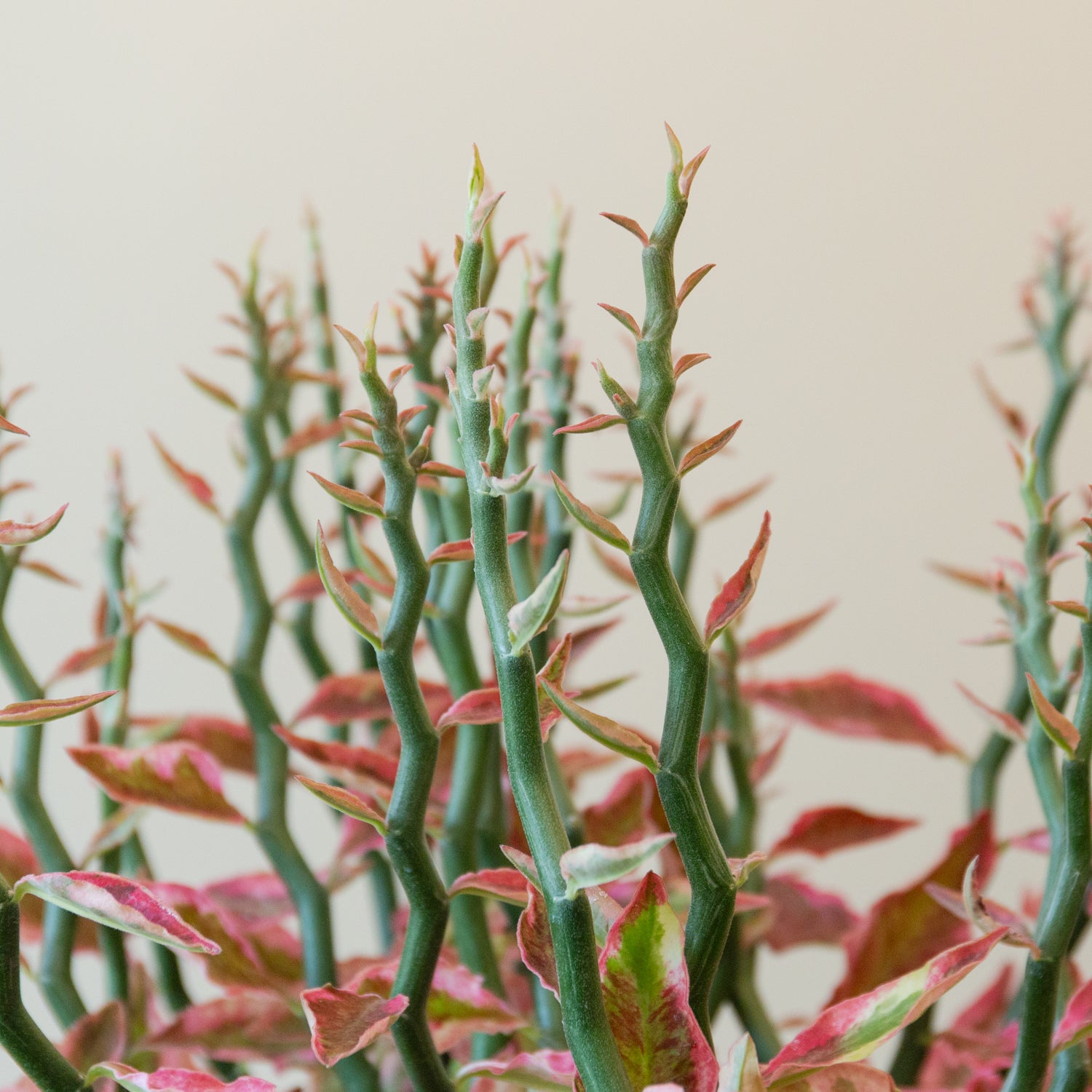 ペディランサス・レッド5号をオーダーするならFlower&Plants tette │ 「手から手へ、想いを運ぶフラワーショップ」【板橋駅徒歩4分】【熟練フローリスト夫婦が運営】【最短2営業日で発送】【24時間365日注文OK】【ギフトは3300円〜】フラワーギフトを手から手へ、想いを込めたブーケやアレンジメントで大切な人に感謝と愛情を。シーンや用途に合わせて選びやすい豊富な種