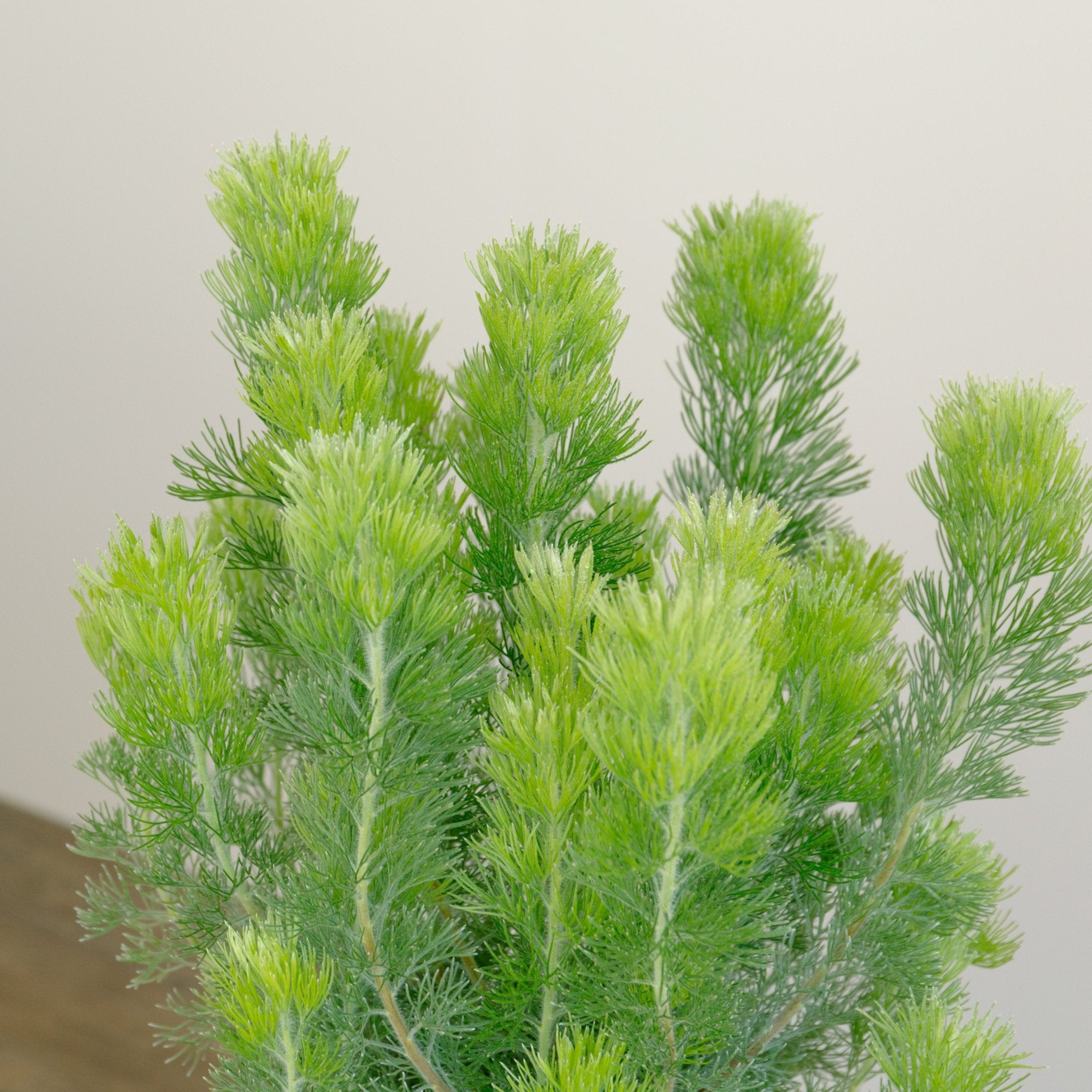 ウーリーブッシュ 5号をオーダーするならFlower&Plants tette │ 「手から手へ、想いを運ぶフラワーショップ」【板橋駅徒歩4分】【熟練フローリスト夫婦が運営】【最短2営業日で発送】【24時間365日注文OK】【ギフトは3300円〜】フラワーギフトを手から手へ、想いを込めたブーケやアレンジメントで大切な人に感謝と愛情を。シーンや用途に合わせて選びやすい豊富な種