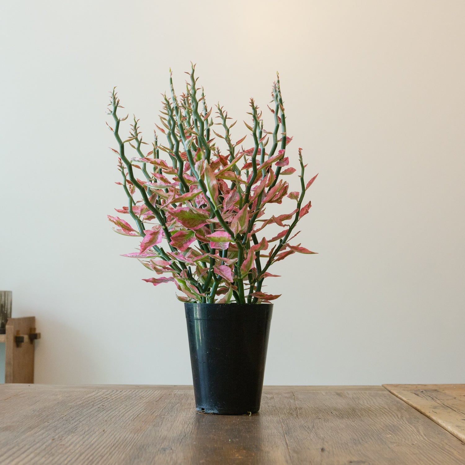 ペディランサス・レッド5号をオーダーするならFlower&Plants tette │ 「手から手へ、想いを運ぶフラワーショップ」【板橋駅徒歩4分】【熟練フローリスト夫婦が運営】【最短2営業日で発送】【24時間365日注文OK】【ギフトは3300円〜】フラワーギフトを手から手へ、想いを込めたブーケやアレンジメントで大切な人に感謝と愛情を。シーンや用途に合わせて選びやすい豊富な種