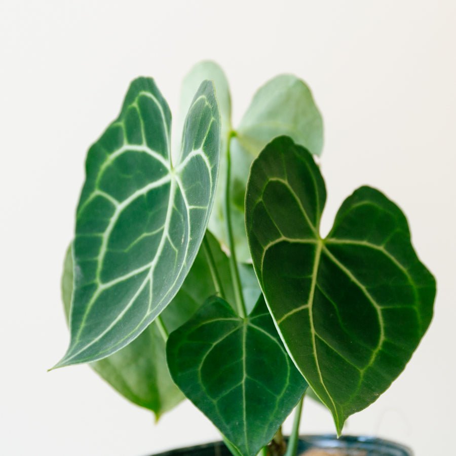 アンスリウム クラリネルビューム 5号をオーダーするならFlower&Plants tette │ 「手から手へ、想いを運ぶフラワーショップ」【板橋駅徒歩4分】【熟練フローリスト夫婦が運営】【最短2営業日で発送】【24時間365日注文OK】【ギフトは3300円〜】フラワーギフトを手から手へ、想いを込めたブーケやアレンジメントで大切な人に感謝と愛情を。シーンや用途に合わせて選びやすい豊富な種