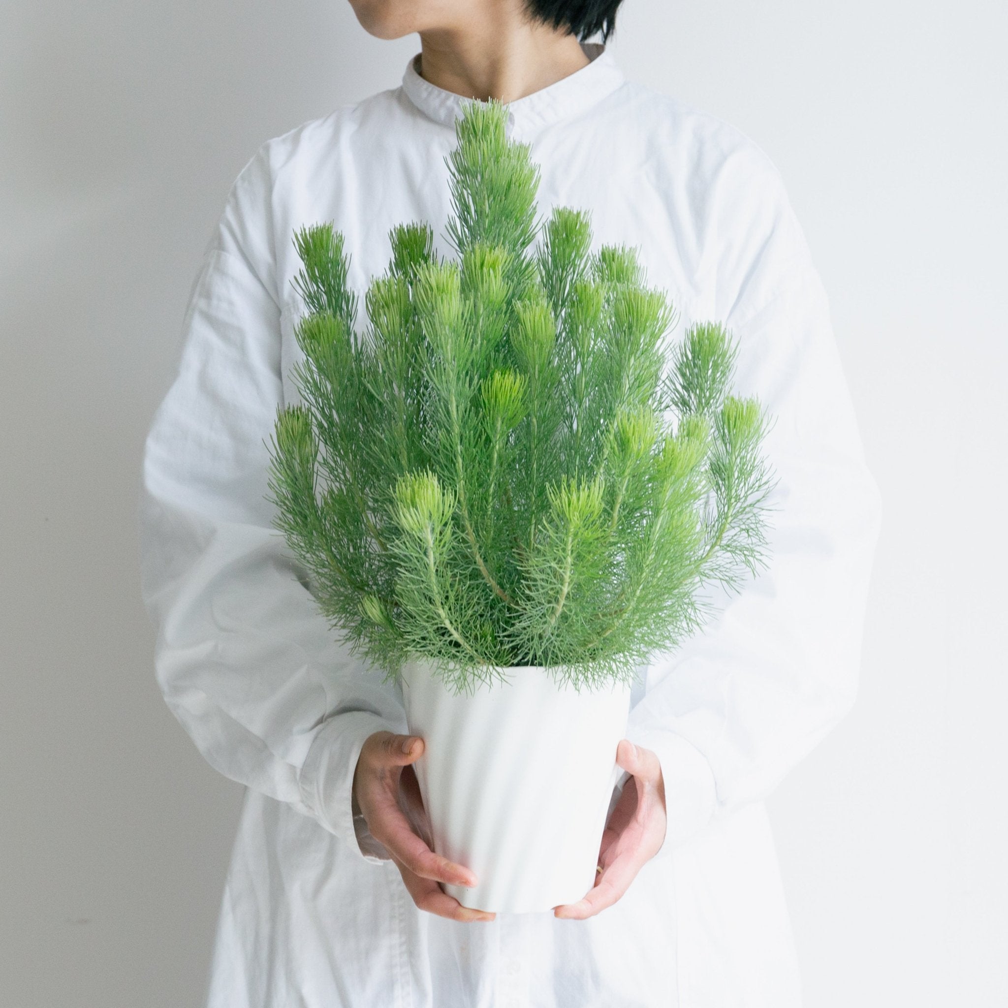 ウーリーブッシュ 5号をオーダーするならFlower&Plants tette │ 「手から手へ、想いを運ぶフラワーショップ」【板橋駅徒歩4分】【熟練フローリスト夫婦が運営】【最短2営業日で発送】【24時間365日注文OK】【ギフトは3300円〜】フラワーギフトを手から手へ、想いを込めたブーケやアレンジメントで大切な人に感謝と愛情を。シーンや用途に合わせて選びやすい豊富な種