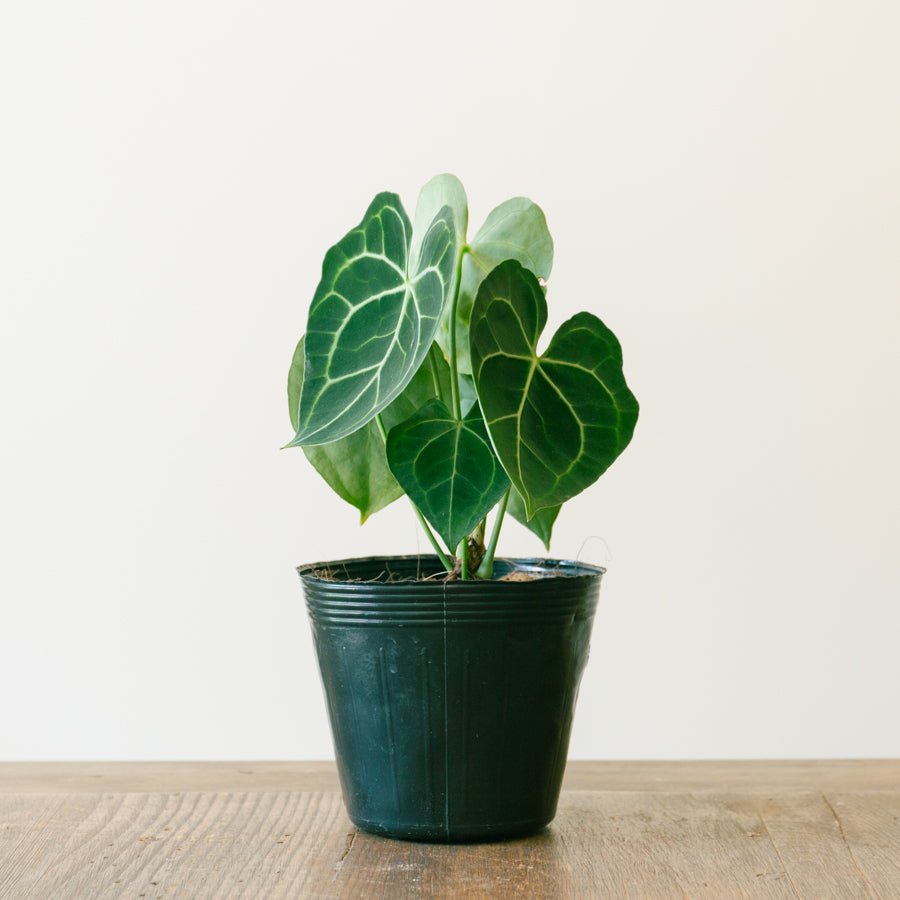 アンスリウム クラリネルビューム 5号をオーダーするならFlower&Plants tette │ 「手から手へ、想いを運ぶフラワーショップ」【板橋駅徒歩4分】【熟練フローリスト夫婦が運営】【最短2営業日で発送】【24時間365日注文OK】【ギフトは3300円〜】フラワーギフトを手から手へ、想いを込めたブーケやアレンジメントで大切な人に感謝と愛情を。シーンや用途に合わせて選びやすい豊富な種