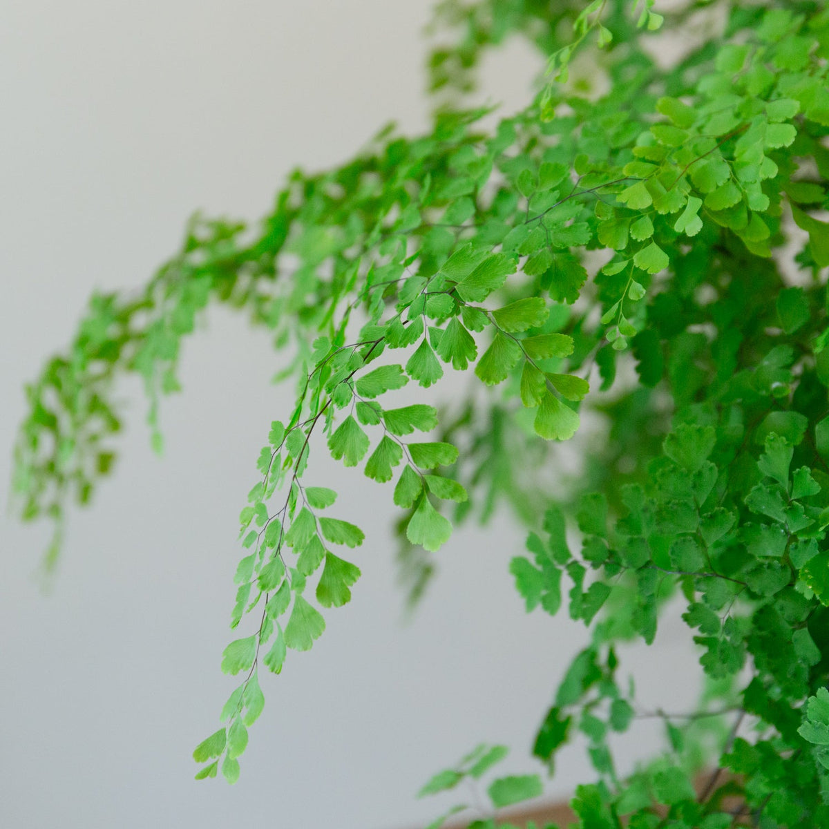 アジアンタム5号をオーダーするならFlower&Plants tette │ 「手から手へ、想いを運ぶフラワーショップ」【板橋駅徒歩4分】【熟練フローリスト夫婦が運営】【最短2営業日で発送】【24時間365日注文OK】【ギフトは3300円〜】フラワーギフトを手から手へ、想いを込めたブーケやアレンジメントで大切な人に感謝と愛情を。シーンや用途に合わせて選びやすい豊富な種