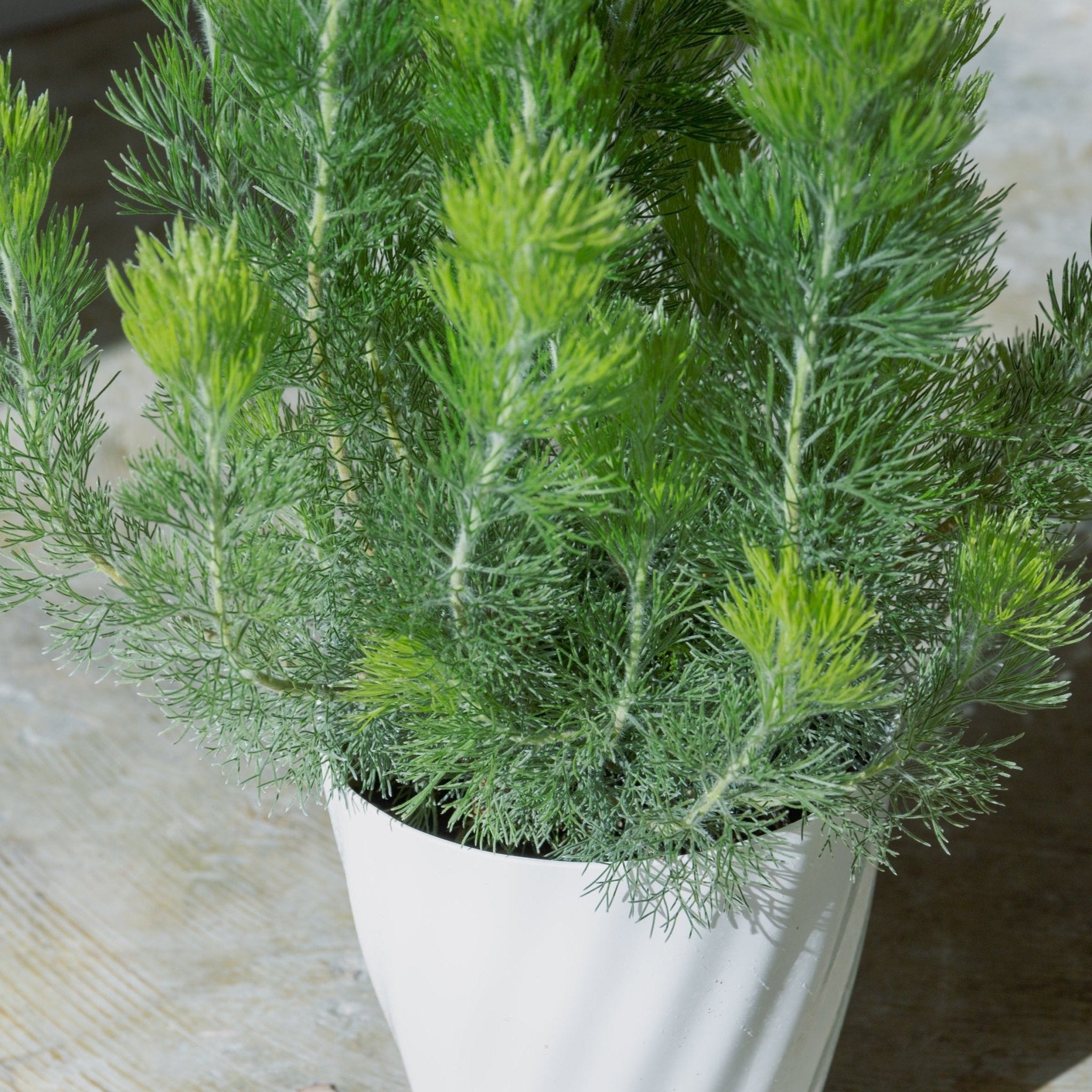 ウーリーブッシュ 5号をオーダーするならFlower&Plants tette │ 「手から手へ、想いを運ぶフラワーショップ」【板橋駅徒歩4分】【熟練フローリスト夫婦が運営】【最短2営業日で発送】【24時間365日注文OK】【ギフトは3300円〜】フラワーギフトを手から手へ、想いを込めたブーケやアレンジメントで大切な人に感謝と愛情を。シーンや用途に合わせて選びやすい豊富な種