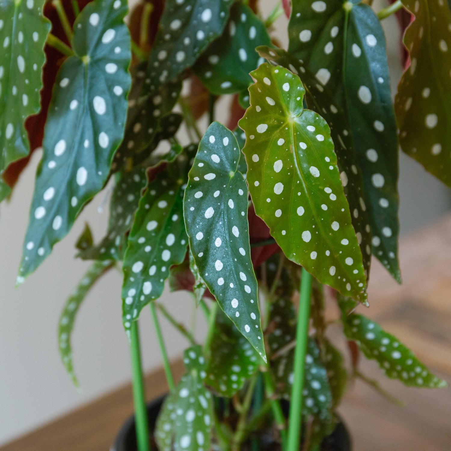 ベゴニア・マクラータ 5号をオーダーするならFlower&Plants tette │ 「手から手へ、想いを運ぶフラワーショップ」【板橋駅徒歩4分】【熟練フローリスト夫婦が運営】【最短2営業日で発送】【24時間365日注文OK】【ギフトは3300円〜】フラワーギフトを手から手へ、想いを込めたブーケやアレンジメントで大切な人に感謝と愛情を。シーンや用途に合わせて選びやすい豊富な種