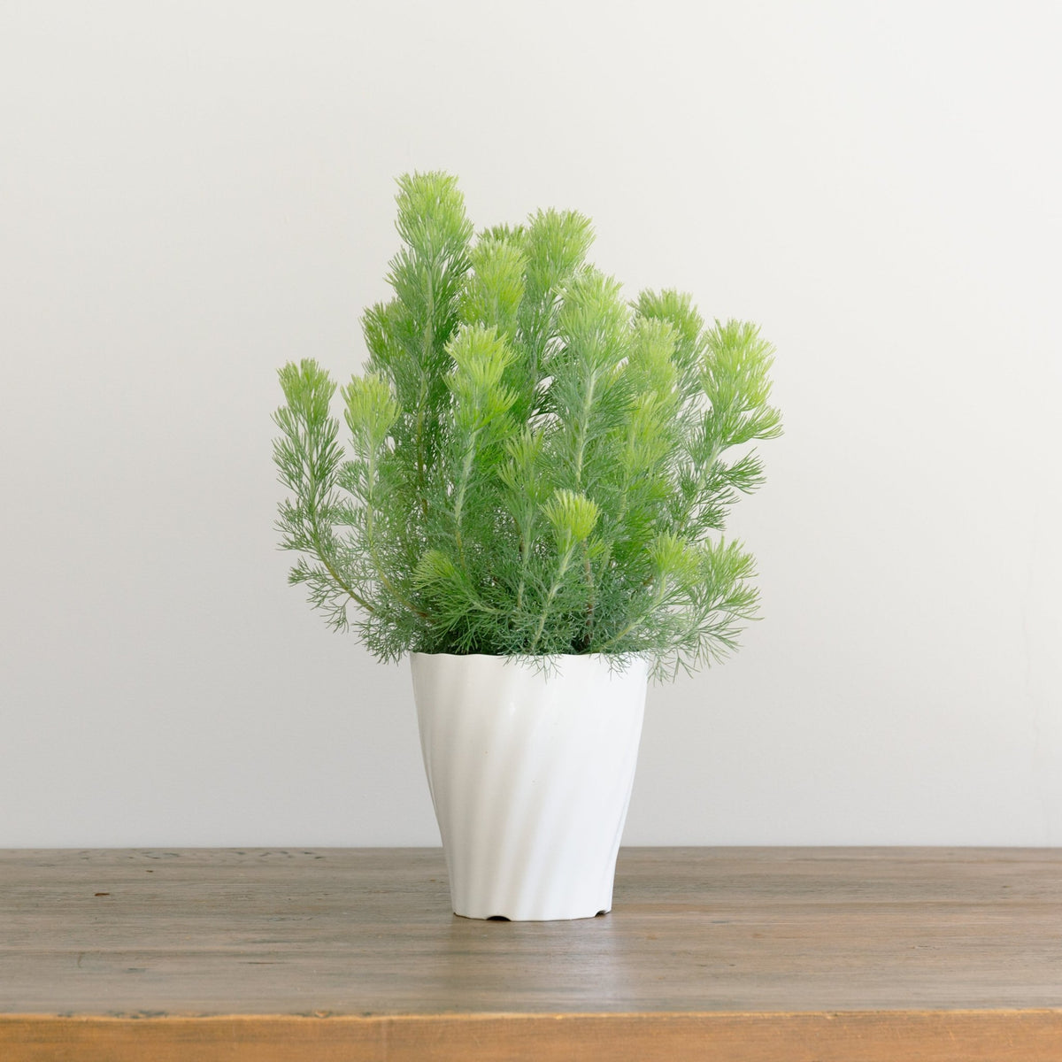 ウーリーブッシュ 5号をオーダーするならFlower&Plants tette │ 「手から手へ、想いを運ぶフラワーショップ」【板橋駅徒歩4分】【熟練フローリスト夫婦が運営】【最短2営業日で発送】【24時間365日注文OK】【ギフトは3300円〜】フラワーギフトを手から手へ、想いを込めたブーケやアレンジメントで大切な人に感謝と愛情を。シーンや用途に合わせて選びやすい豊富な種