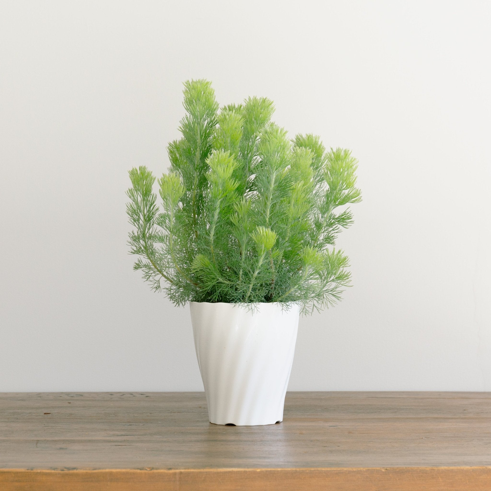 ウーリーブッシュ 5号をオーダーするならFlower&Plants tette │ 「手から手へ、想いを運ぶフラワーショップ」【板橋駅徒歩4分】【熟練フローリスト夫婦が運営】【最短2営業日で発送】【24時間365日注文OK】【ギフトは3300円〜】フラワーギフトを手から手へ、想いを込めたブーケやアレンジメントで大切な人に感謝と愛情を。シーンや用途に合わせて選びやすい豊富な種