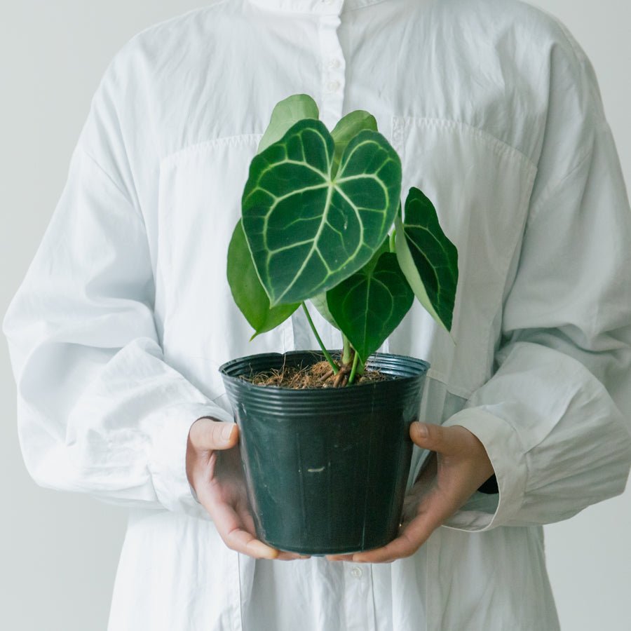 アンスリウム クラリネルビューム 5号をオーダーするならFlower&Plants tette │ 「手から手へ、想いを運ぶフラワーショップ」【板橋駅徒歩4分】【熟練フローリスト夫婦が運営】【最短2営業日で発送】【24時間365日注文OK】【ギフトは3300円〜】フラワーギフトを手から手へ、想いを込めたブーケやアレンジメントで大切な人に感謝と愛情を。シーンや用途に合わせて選びやすい豊富な種