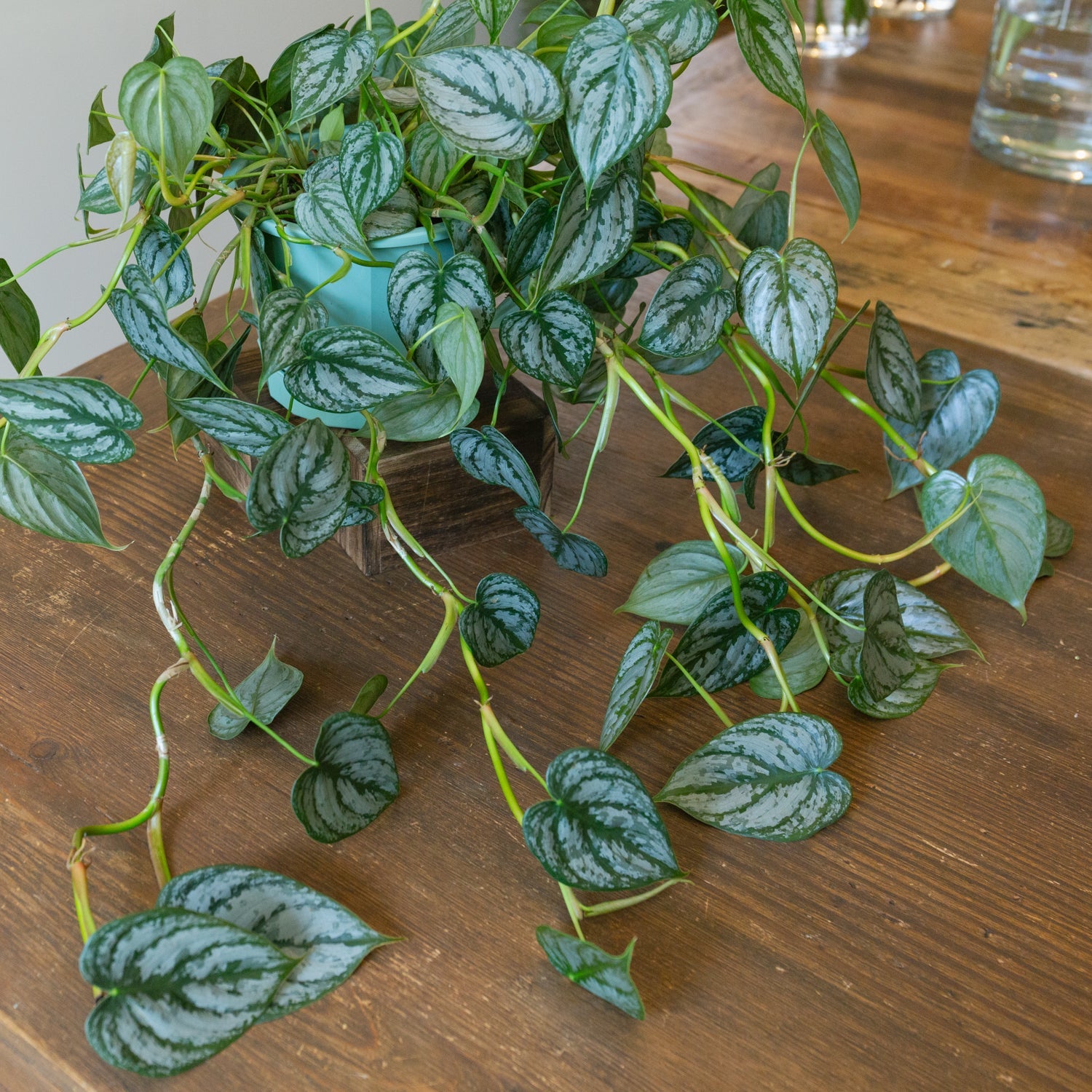 フィロデンドロン シロガネカズラ5号をオーダーするならFlower&Plants tette │ 「手から手へ、想いを運ぶフラワーショップ」【板橋駅徒歩4分】【熟練フローリスト夫婦が運営】【最短2営業日で発送】【24時間365日注文OK】【ギフトは3300円〜】フラワーギフトを手から手へ、想いを込めたブーケやアレンジメントで大切な人に感謝と愛情を。シーンや用途に合わせて選びやすい豊富な種