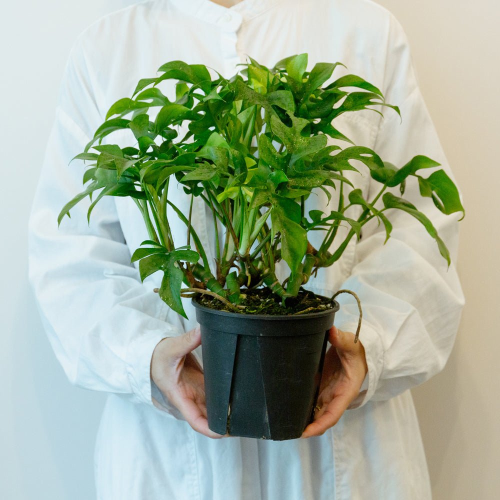 モンステラ ミニマ5号をオーダーするならFlower&Plants tette │ 「手から手へ、想いを運ぶフラワーショップ」【板橋駅徒歩4分】【熟練フローリスト夫婦が運営】【最短2営業日で発送】【24時間365日注文OK】【ギフトは3300円〜】フラワーギフトを手から手へ、想いを込めたブーケやアレンジメントで大切な人に感謝と愛情を。シーンや用途に合わせて選びやすい豊富な種