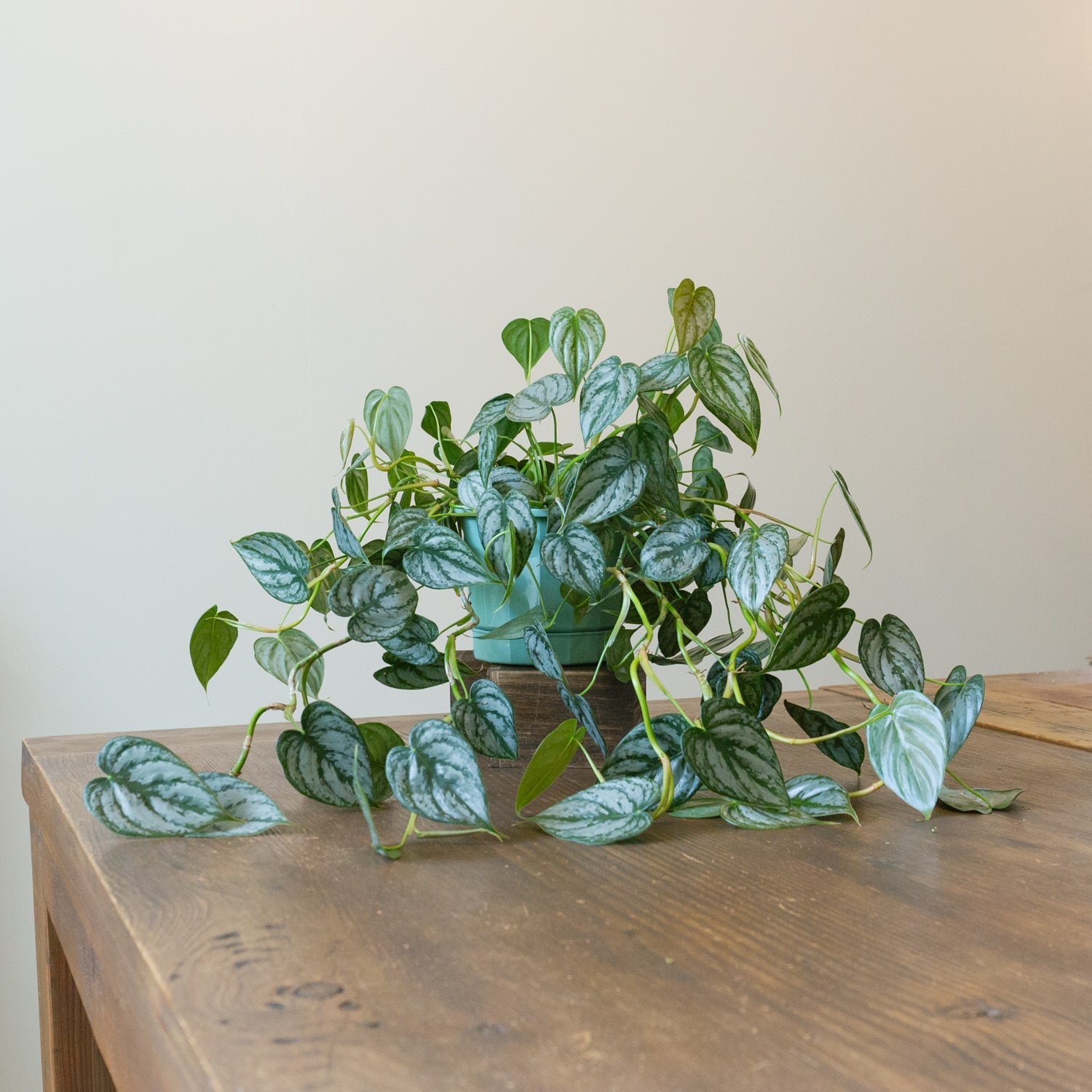 フィロデンドロン シロガネカズラ5号をオーダーするならFlower&Plants tette │ 「手から手へ、想いを運ぶフラワーショップ」【板橋駅徒歩4分】【熟練フローリスト夫婦が運営】【最短2営業日で発送】【24時間365日注文OK】【ギフトは3300円〜】フラワーギフトを手から手へ、想いを込めたブーケやアレンジメントで大切な人に感謝と愛情を。シーンや用途に合わせて選びやすい豊富な種