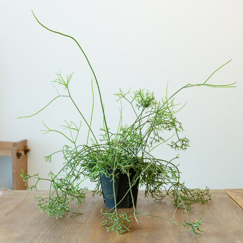 リプサリス 5号をオーダーするならFlower&Plants tette │ 「手から手へ、想いを運ぶフラワーショップ」【板橋駅徒歩4分】【熟練フローリスト夫婦が運営】【最短2営業日で発送】【24時間365日注文OK】【ギフトは3300円〜】フラワーギフトを手から手へ、想いを込めたブーケやアレンジメントで大切な人に感謝と愛情を。シーンや用途に合わせて選びやすい豊富な種