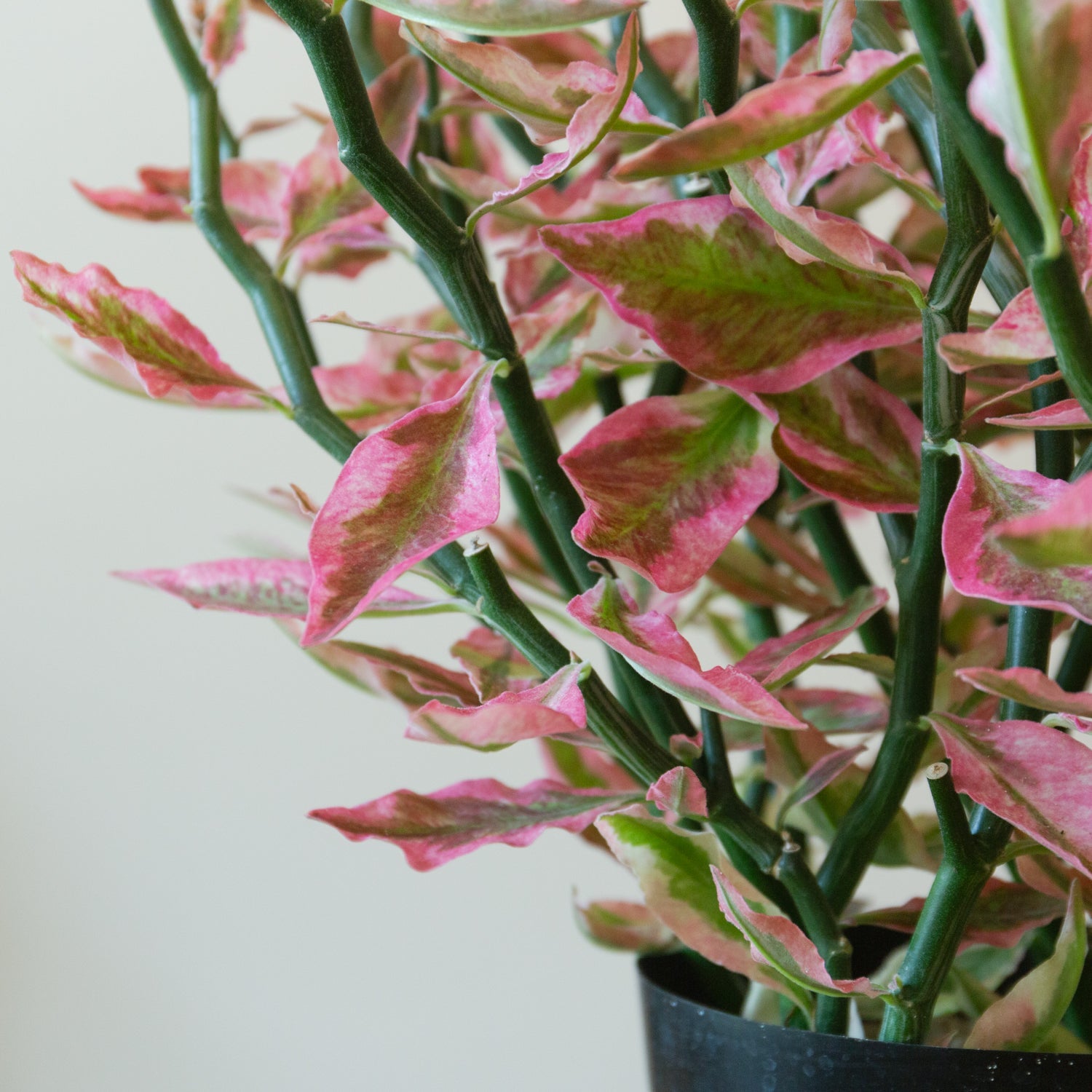 ペディランサス・レッド5号をオーダーするならFlower&Plants tette │ 「手から手へ、想いを運ぶフラワーショップ」【板橋駅徒歩4分】【熟練フローリスト夫婦が運営】【最短2営業日で発送】【24時間365日注文OK】【ギフトは3300円〜】フラワーギフトを手から手へ、想いを込めたブーケやアレンジメントで大切な人に感謝と愛情を。シーンや用途に合わせて選びやすい豊富な種