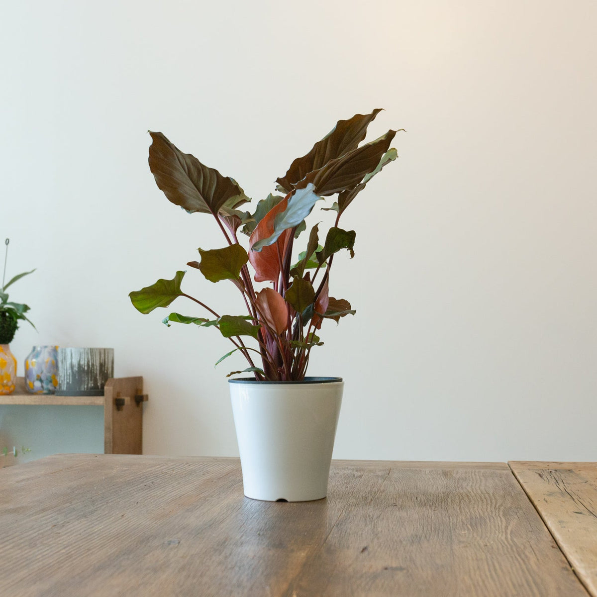 ホマロメナ・ルベスケンス フレイミングレッド5号をオーダーするならFlower&Plants tette │ 「手から手へ、想いを運ぶフラワーショップ」【板橋駅徒歩4分】【熟練フローリスト夫婦が運営】【最短2営業日で発送】【24時間365日注文OK】【ギフトは3300円〜】フラワーギフトを手から手へ、想いを込めたブーケやアレンジメントで大切な人に感謝と愛情を。シーンや用途に合わせて選びやすい豊富な種