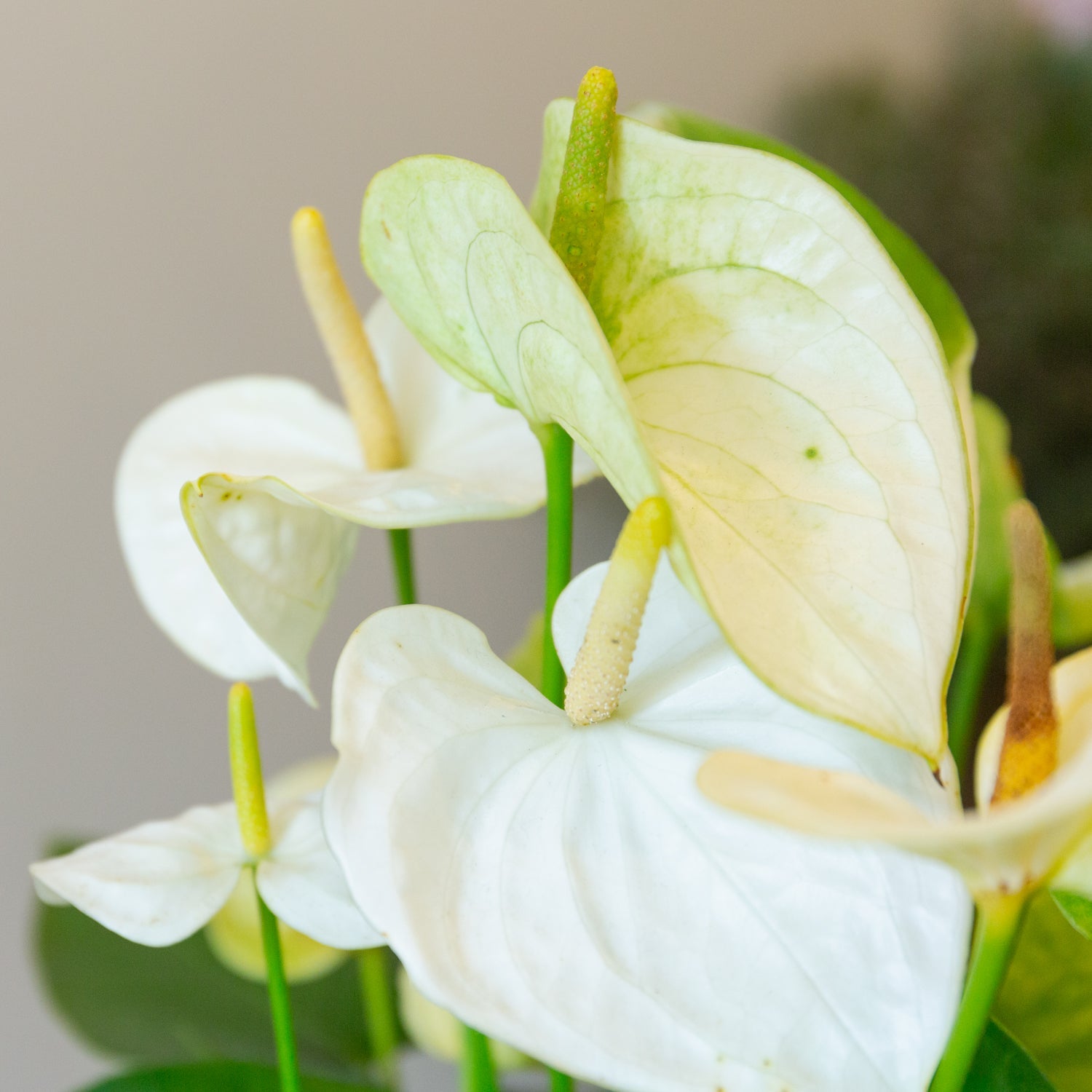 アンスリウム ホワイト 5号をオーダーするならFlower&Plants tette │ 「手から手へ、想いを運ぶフラワーショップ」【板橋駅徒歩4分】【熟練フローリスト夫婦が運営】【最短2営業日で発送】【24時間365日注文OK】【ギフトは3300円〜】フラワーギフトを手から手へ、想いを込めたブーケやアレンジメントで大切な人に感謝と愛情を。シーンや用途に合わせて選びやすい豊富な種