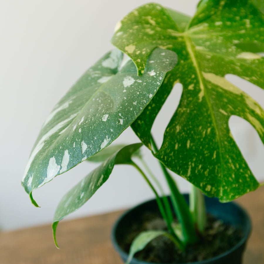 モンステラ タイコンステレーション 5号をオーダーするならFlower&Plants tette │ 「手から手へ、想いを運ぶフラワーショップ」【板橋駅徒歩4分】【熟練フローリスト夫婦が運営】【最短2営業日で発送】【24時間365日注文OK】【ギフトは3300円〜】フラワーギフトを手から手へ、想いを込めたブーケやアレンジメントで大切な人に感謝と愛情を。シーンや用途に合わせて選びやすい豊富な種