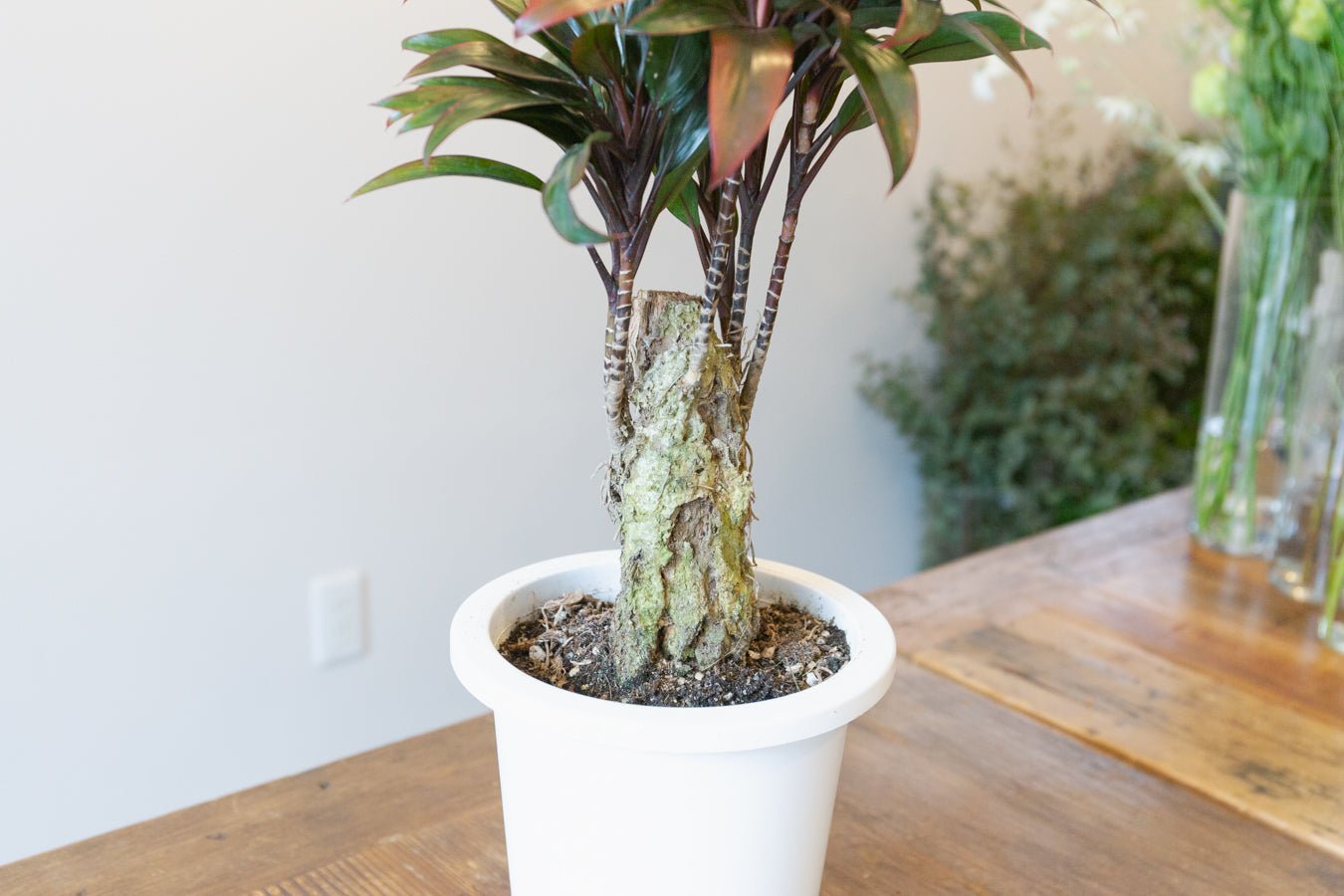 コルジリネ・パープルコンパクタ 6号をオーダーするならFlower&Plants tette │ 「手から手へ、想いを運ぶフラワーショップ」【板橋駅徒歩4分】【熟練フローリスト夫婦が運営】【最短2営業日で発送】【24時間365日注文OK】【ギフトは3300円〜】フラワーギフトを手から手へ、想いを込めたブーケやアレンジメントで大切な人に感謝と愛情を。シーンや用途に合わせて選びやすい豊富な種