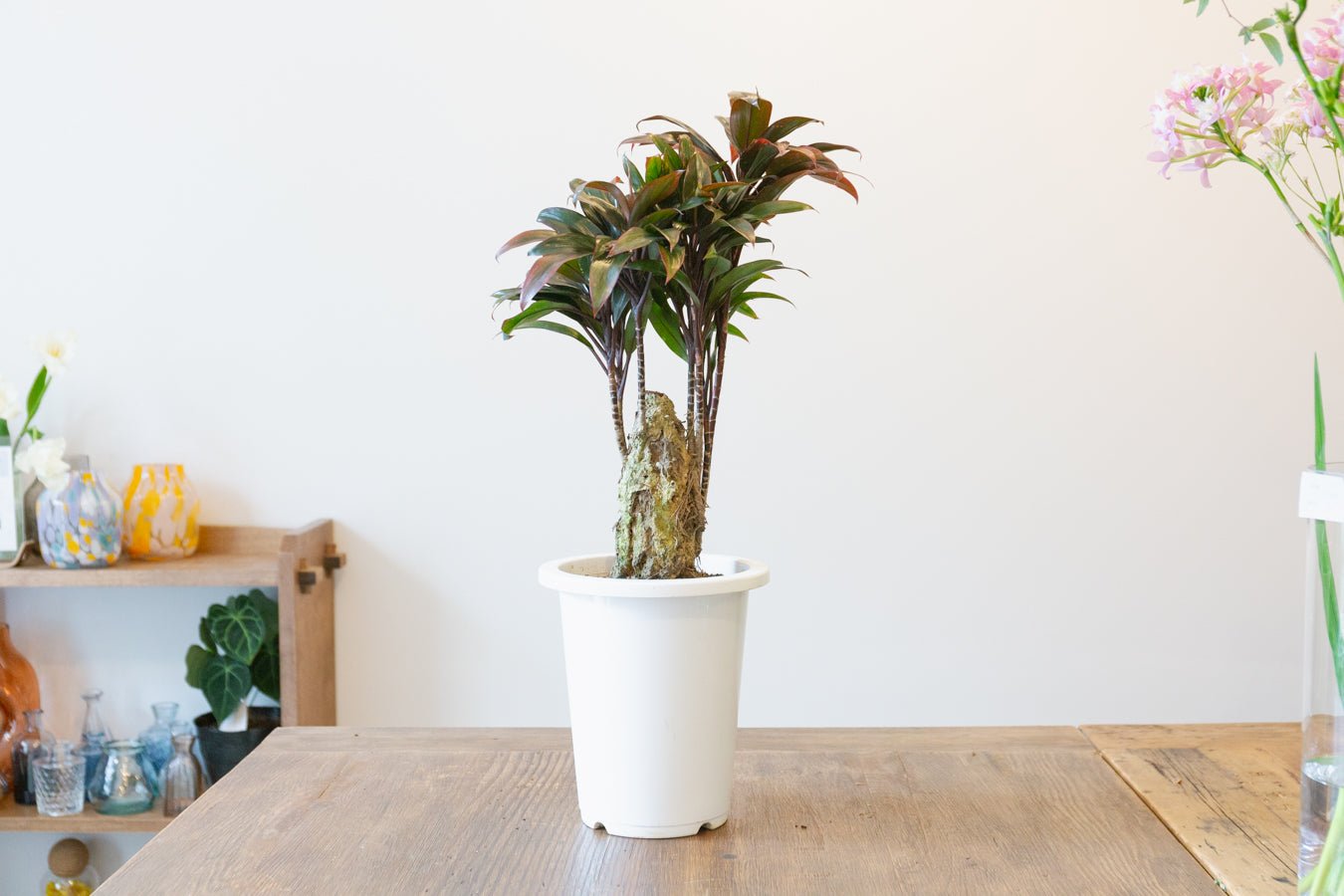 コルジリネ・パープルコンパクタ 6号をオーダーするならFlower&Plants tette │ 「手から手へ、想いを運ぶフラワーショップ」【板橋駅徒歩4分】【熟練フローリスト夫婦が運営】【最短2営業日で発送】【24時間365日注文OK】【ギフトは3300円〜】フラワーギフトを手から手へ、想いを込めたブーケやアレンジメントで大切な人に感謝と愛情を。シーンや用途に合わせて選びやすい豊富な種