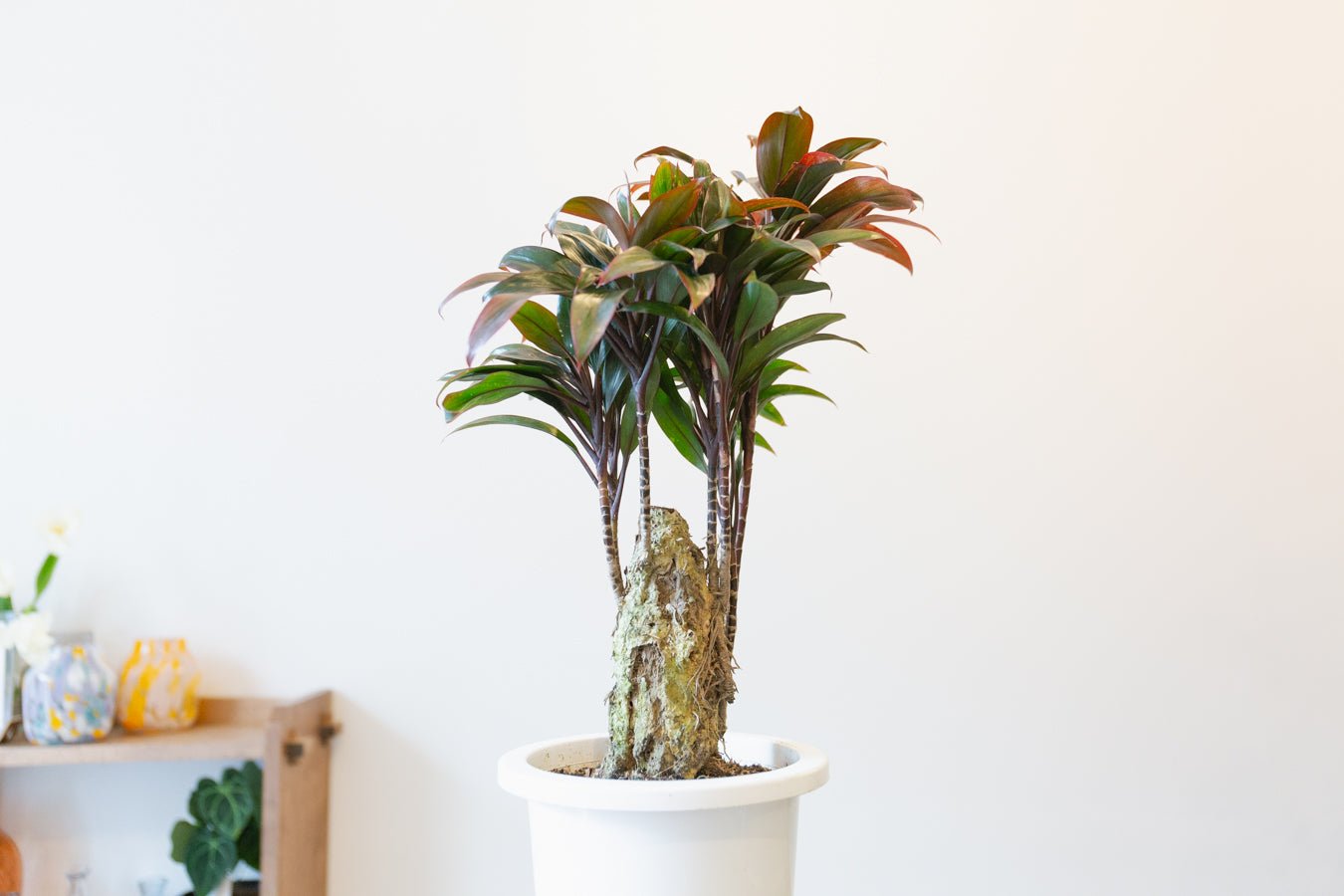 コルジリネ・パープルコンパクタ 6号をオーダーするならFlower&Plants tette │ 「手から手へ、想いを運ぶフラワーショップ」【板橋駅徒歩4分】【熟練フローリスト夫婦が運営】【最短2営業日で発送】【24時間365日注文OK】【ギフトは3300円〜】フラワーギフトを手から手へ、想いを込めたブーケやアレンジメントで大切な人に感謝と愛情を。シーンや用途に合わせて選びやすい豊富な種