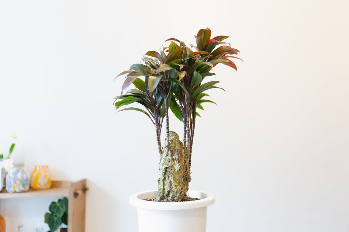 コルジリネ・パープルコンパクタ 6号をオーダーするならFlower&Plants tette │ 「手から手へ、想いを運ぶフラワーショップ」【板橋駅徒歩4分】【熟練フローリスト夫婦が運営】【最短2営業日で発送】【24時間365日注文OK】【ギフトは3300円〜】フラワーギフトを手から手へ、想いを込めたブーケやアレンジメントで大切な人に感謝と愛情を。シーンや用途に合わせて選びやすい豊富な種