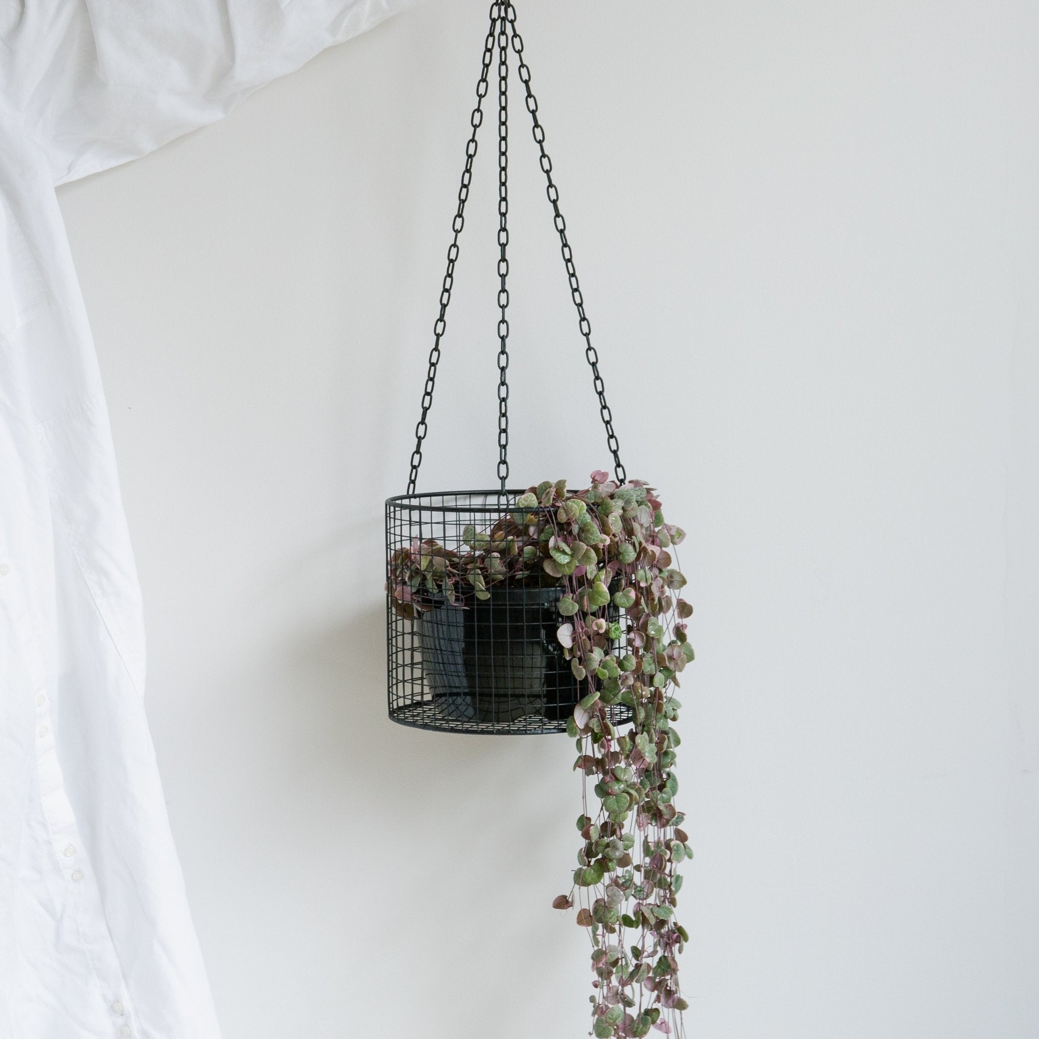 ハートカズラ レディハート 6号をオーダーするならFlower&Plants tette │ 「手から手へ、想いを運ぶフラワーショップ」【板橋駅徒歩4分】【熟練フローリスト夫婦が運営】【最短2営業日で発送】【24時間365日注文OK】【ギフトは3300円〜】フラワーギフトを手から手へ、想いを込めたブーケやアレンジメントで大切な人に感謝と愛情を。シーンや用途に合わせて選びやすい豊富な種
