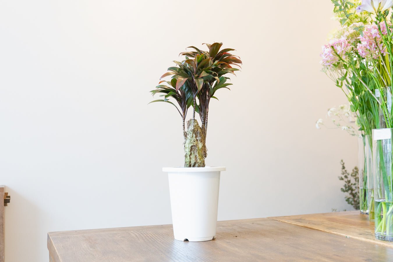 コルジリネ・パープルコンパクタ 6号をオーダーするならFlower&Plants tette │ 「手から手へ、想いを運ぶフラワーショップ」【板橋駅徒歩4分】【熟練フローリスト夫婦が運営】【最短2営業日で発送】【24時間365日注文OK】【ギフトは3300円〜】フラワーギフトを手から手へ、想いを込めたブーケやアレンジメントで大切な人に感謝と愛情を。シーンや用途に合わせて選びやすい豊富な種