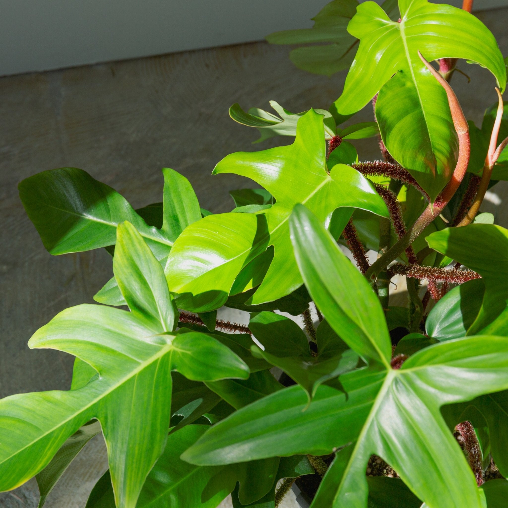 フィロデンドロン スクアミフェルム 7号をオーダーするならFlower&Plants tette │ 「手から手へ、想いを運ぶフラワーショップ」【板橋駅徒歩4分】【熟練フローリスト夫婦が運営】【最短2営業日で発送】【24時間365日注文OK】【ギフトは3300円〜】フラワーギフトを手から手へ、想いを込めたブーケやアレンジメントで大切な人に感謝と愛情を。シーンや用途に合わせて選びやすい豊富な種