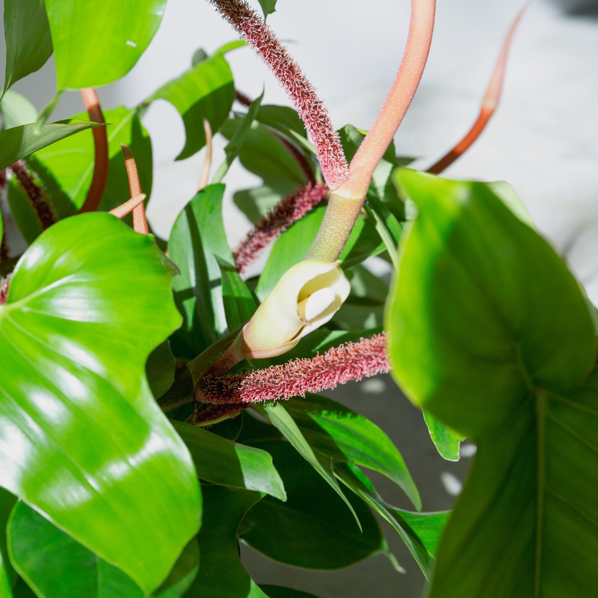 フィロデンドロン スクアミフェルム 7号をオーダーするならFlower&Plants tette │ 「手から手へ、想いを運ぶフラワーショップ」【板橋駅徒歩4分】【熟練フローリスト夫婦が運営】【最短2営業日で発送】【24時間365日注文OK】【ギフトは3300円〜】フラワーギフトを手から手へ、想いを込めたブーケやアレンジメントで大切な人に感謝と愛情を。シーンや用途に合わせて選びやすい豊富な種