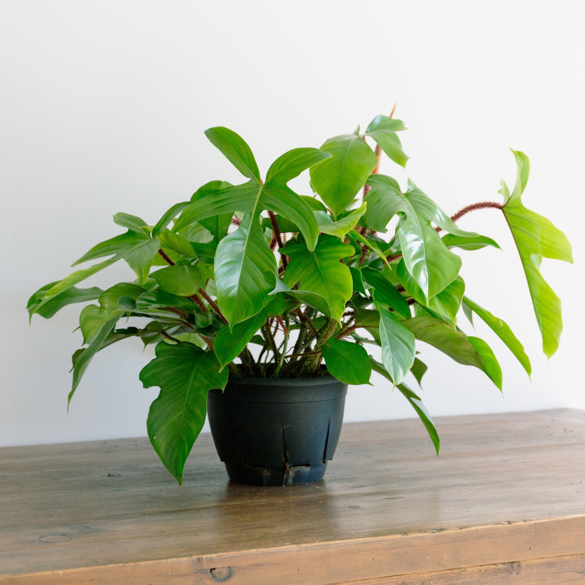 フィロデンドロン スクアミフェルム 7号をオーダーするならFlower&Plants tette │ 「手から手へ、想いを運ぶフラワーショップ」【板橋駅徒歩4分】【熟練フローリスト夫婦が運営】【最短2営業日で発送】【24時間365日注文OK】【ギフトは3300円〜】フラワーギフトを手から手へ、想いを込めたブーケやアレンジメントで大切な人に感謝と愛情を。シーンや用途に合わせて選びやすい豊富な種