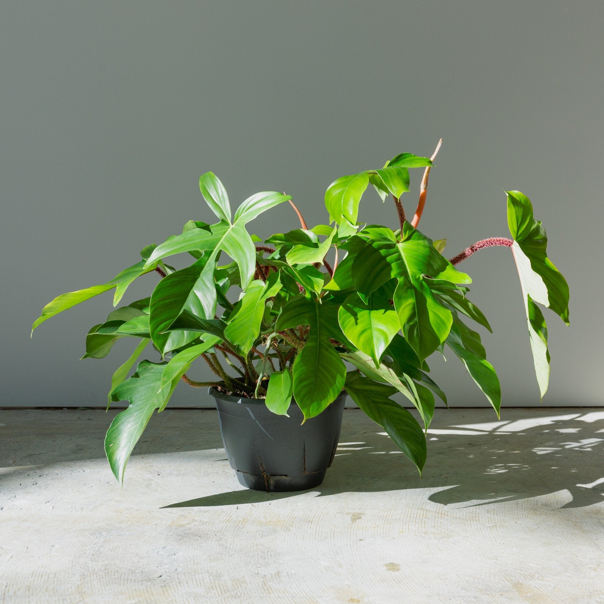 フィロデンドロン スクアミフェルム 7号をオーダーするならFlower&Plants tette │ 「手から手へ、想いを運ぶフラワーショップ」【板橋駅徒歩4分】【熟練フローリスト夫婦が運営】【最短2営業日で発送】【24時間365日注文OK】【ギフトは3300円〜】フラワーギフトを手から手へ、想いを込めたブーケやアレンジメントで大切な人に感謝と愛情を。シーンや用途に合わせて選びやすい豊富な種