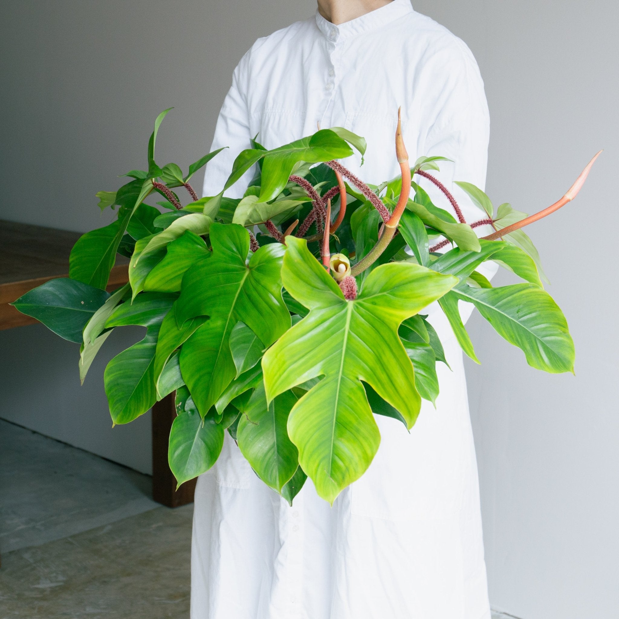 フィロデンドロン スクアミフェルム 7号をオーダーするならFlower&Plants tette │ 「手から手へ、想いを運ぶフラワーショップ」【板橋駅徒歩4分】【熟練フローリスト夫婦が運営】【最短2営業日で発送】【24時間365日注文OK】【ギフトは3300円〜】フラワーギフトを手から手へ、想いを込めたブーケやアレンジメントで大切な人に感謝と愛情を。シーンや用途に合わせて選びやすい豊富な種