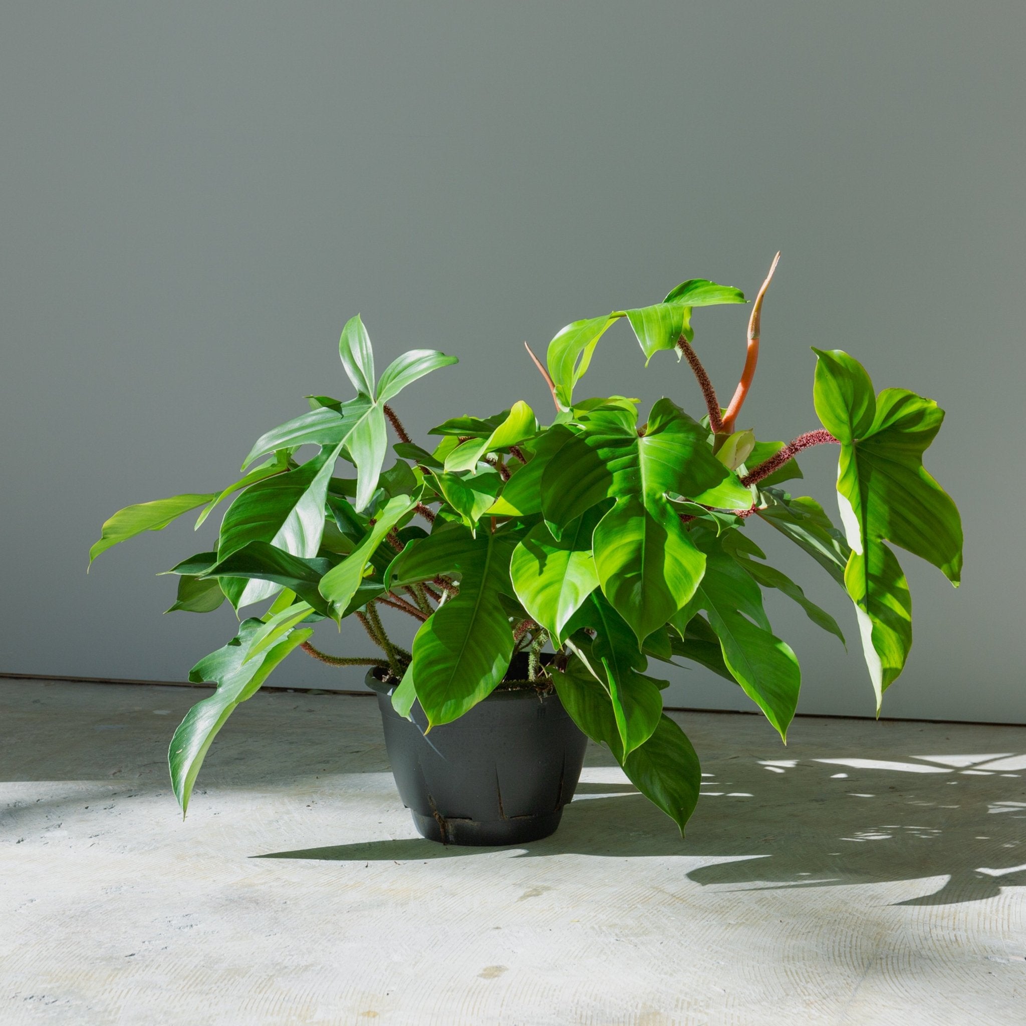 フィロデンドロン スクアミフェルム 7号をオーダーするならFlower&Plants tette │ 「手から手へ、想いを運ぶフラワーショップ」【板橋駅徒歩4分】【熟練フローリスト夫婦が運営】【最短2営業日で発送】【24時間365日注文OK】【ギフトは3300円〜】フラワーギフトを手から手へ、想いを込めたブーケやアレンジメントで大切な人に感謝と愛情を。シーンや用途に合わせて選びやすい豊富な種