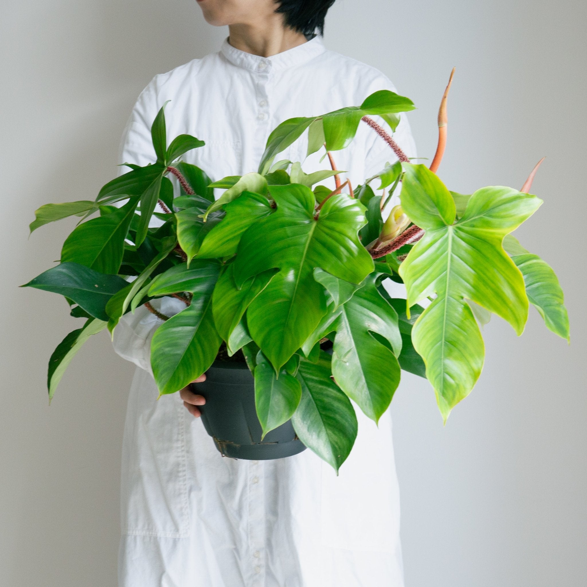 フィロデンドロン スクアミフェルム 7号をオーダーするならFlower&Plants tette │ 「手から手へ、想いを運ぶフラワーショップ」【板橋駅徒歩4分】【熟練フローリスト夫婦が運営】【最短2営業日で発送】【24時間365日注文OK】【ギフトは3300円〜】フラワーギフトを手から手へ、想いを込めたブーケやアレンジメントで大切な人に感謝と愛情を。シーンや用途に合わせて選びやすい豊富な種