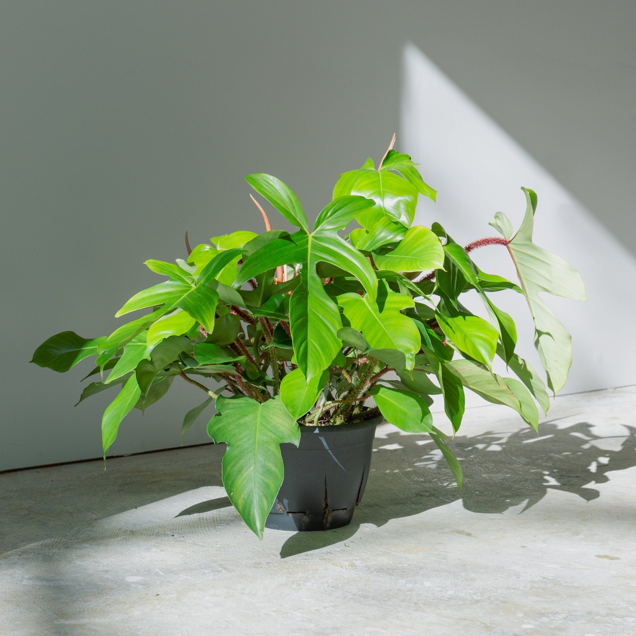 フィロデンドロン スクアミフェルム 7号をオーダーするならFlower&Plants tette │ 「手から手へ、想いを運ぶフラワーショップ」【板橋駅徒歩4分】【熟練フローリスト夫婦が運営】【最短2営業日で発送】【24時間365日注文OK】【ギフトは3300円〜】フラワーギフトを手から手へ、想いを込めたブーケやアレンジメントで大切な人に感謝と愛情を。シーンや用途に合わせて選びやすい豊富な種