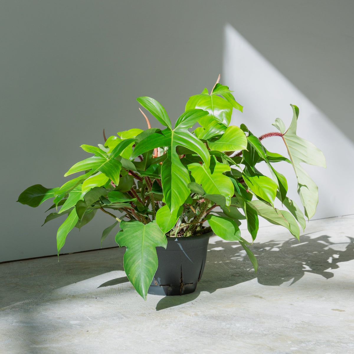 フィロデンドロン スクアミフェルム 7号をオーダーするならFlower&Plants tette │ 「手から手へ、想いを運ぶフラワーショップ」【板橋駅徒歩4分】【熟練フローリスト夫婦が運営】【最短2営業日で発送】【24時間365日注文OK】【ギフトは3300円〜】フラワーギフトを手から手へ、想いを込めたブーケやアレンジメントで大切な人に感謝と愛情を。シーンや用途に合わせて選びやすい豊富な種