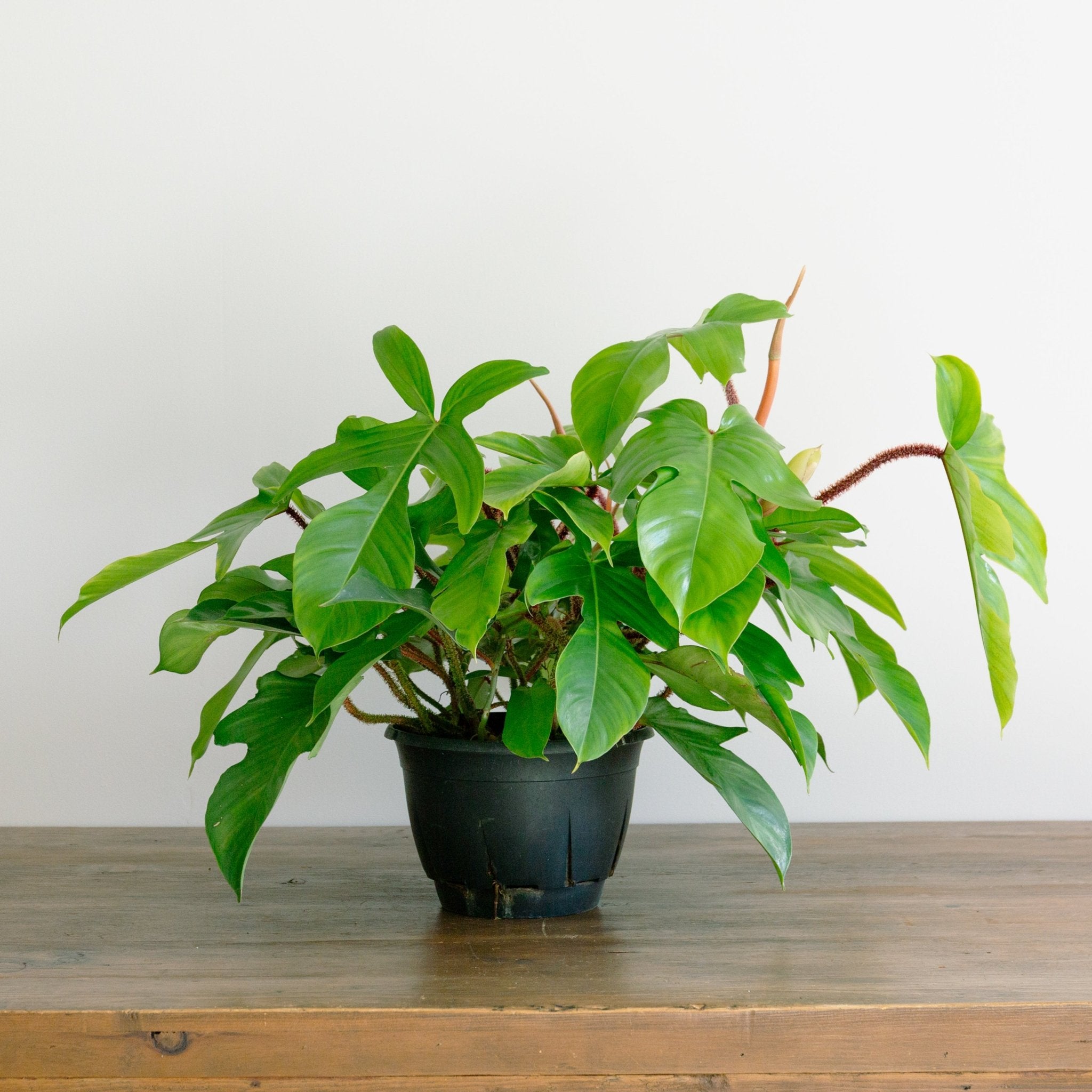 フィロデンドロン スクアミフェルム 7号をオーダーするならFlower&Plants tette │ 「手から手へ、想いを運ぶフラワーショップ」【板橋駅徒歩4分】【熟練フローリスト夫婦が運営】【最短2営業日で発送】【24時間365日注文OK】【ギフトは3300円〜】フラワーギフトを手から手へ、想いを込めたブーケやアレンジメントで大切な人に感謝と愛情を。シーンや用途に合わせて選びやすい豊富な種