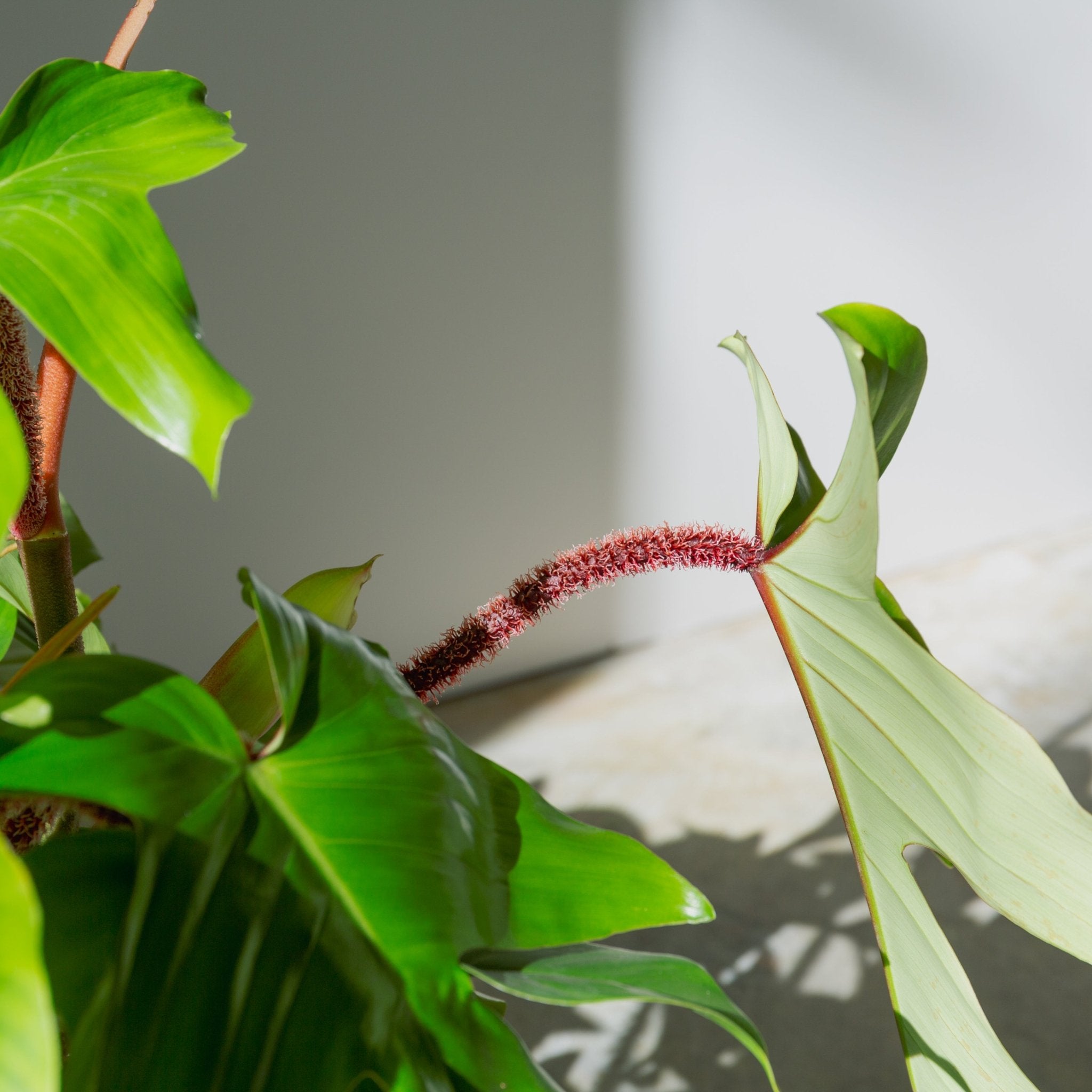 フィロデンドロン スクアミフェルム 7号をオーダーするならFlower&Plants tette │ 「手から手へ、想いを運ぶフラワーショップ」【板橋駅徒歩4分】【熟練フローリスト夫婦が運営】【最短2営業日で発送】【24時間365日注文OK】【ギフトは3300円〜】フラワーギフトを手から手へ、想いを込めたブーケやアレンジメントで大切な人に感謝と愛情を。シーンや用途に合わせて選びやすい豊富な種