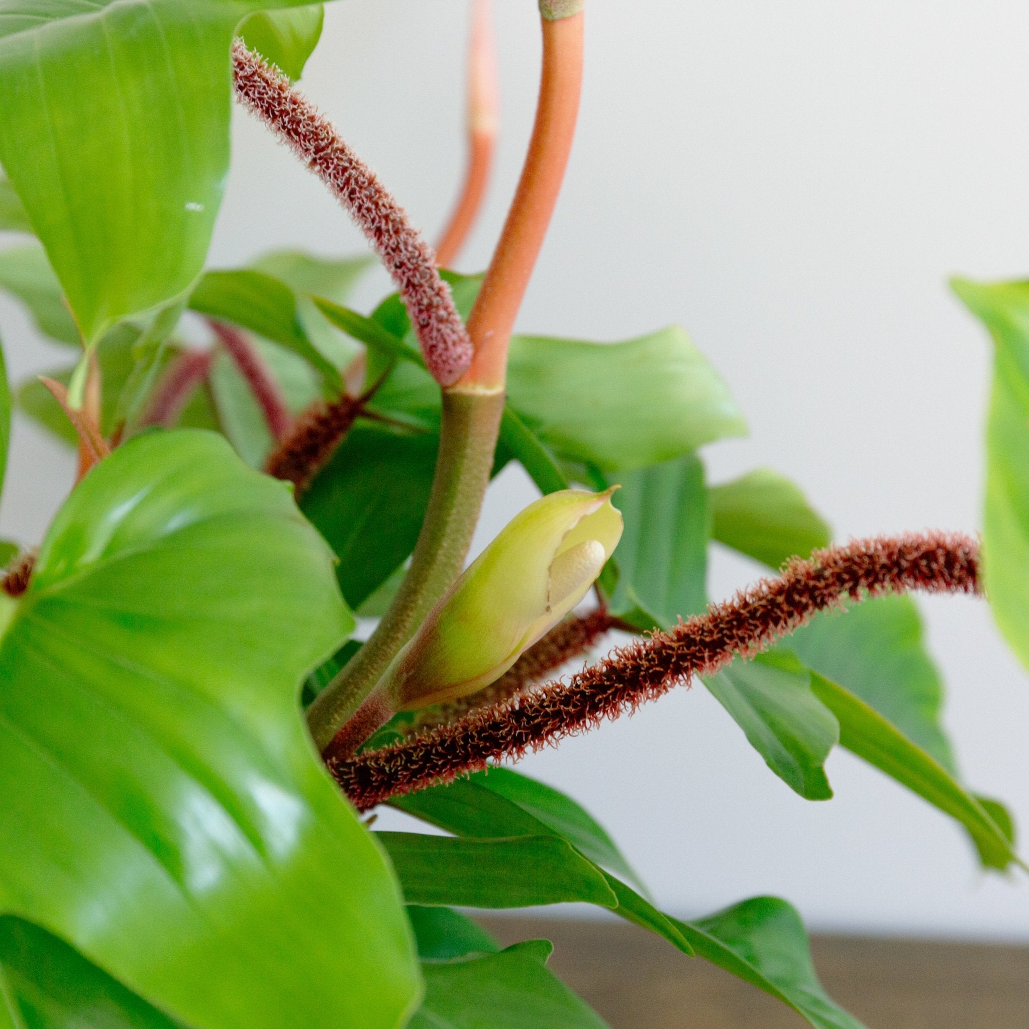 フィロデンドロン スクアミフェルム 7号をオーダーするならFlower&Plants tette │ 「手から手へ、想いを運ぶフラワーショップ」【板橋駅徒歩4分】【熟練フローリスト夫婦が運営】【最短2営業日で発送】【24時間365日注文OK】【ギフトは3300円〜】フラワーギフトを手から手へ、想いを込めたブーケやアレンジメントで大切な人に感謝と愛情を。シーンや用途に合わせて選びやすい豊富な種