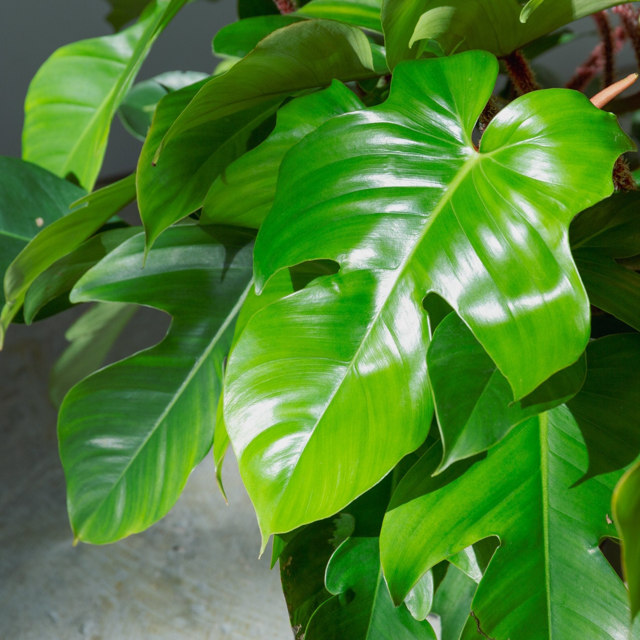 フィロデンドロン スクアミフェルム 7号をオーダーするならFlower&Plants tette │ 「手から手へ、想いを運ぶフラワーショップ」【板橋駅徒歩4分】【熟練フローリスト夫婦が運営】【最短2営業日で発送】【24時間365日注文OK】【ギフトは3300円〜】フラワーギフトを手から手へ、想いを込めたブーケやアレンジメントで大切な人に感謝と愛情を。シーンや用途に合わせて選びやすい豊富な種