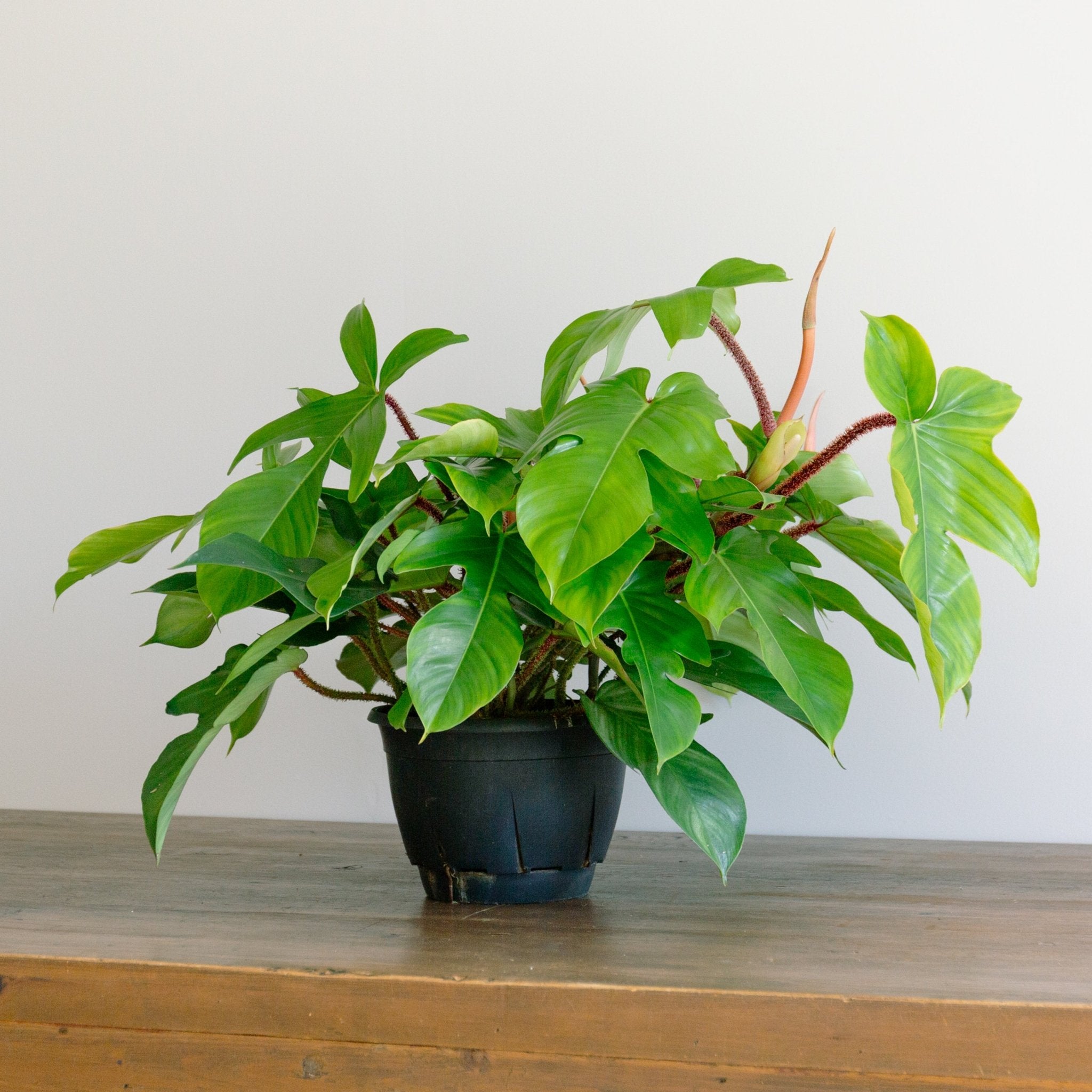 フィロデンドロン スクアミフェルム 7号をオーダーするならFlower&Plants tette │ 「手から手へ、想いを運ぶフラワーショップ」【板橋駅徒歩4分】【熟練フローリスト夫婦が運営】【最短2営業日で発送】【24時間365日注文OK】【ギフトは3300円〜】フラワーギフトを手から手へ、想いを込めたブーケやアレンジメントで大切な人に感謝と愛情を。シーンや用途に合わせて選びやすい豊富な種