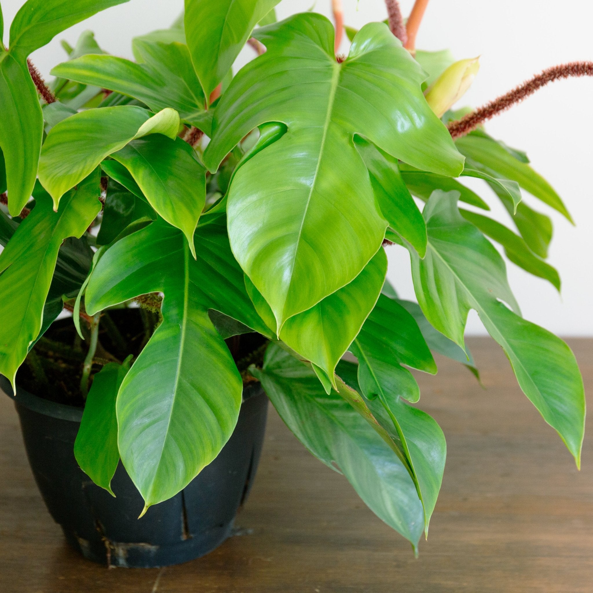 フィロデンドロン スクアミフェルム 7号をオーダーするならFlower&Plants tette │ 「手から手へ、想いを運ぶフラワーショップ」【板橋駅徒歩4分】【熟練フローリスト夫婦が運営】【最短2営業日で発送】【24時間365日注文OK】【ギフトは3300円〜】フラワーギフトを手から手へ、想いを込めたブーケやアレンジメントで大切な人に感謝と愛情を。シーンや用途に合わせて選びやすい豊富な種